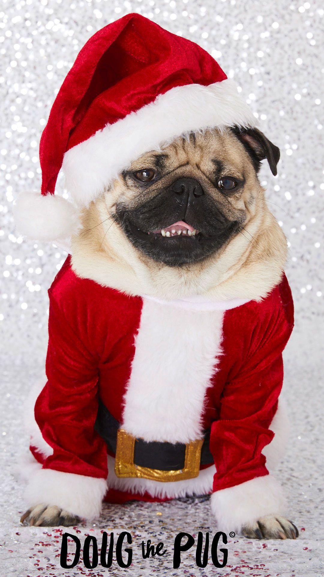 FREE Doug the Pug Christmas Wallpaper - #ClairesBlog
