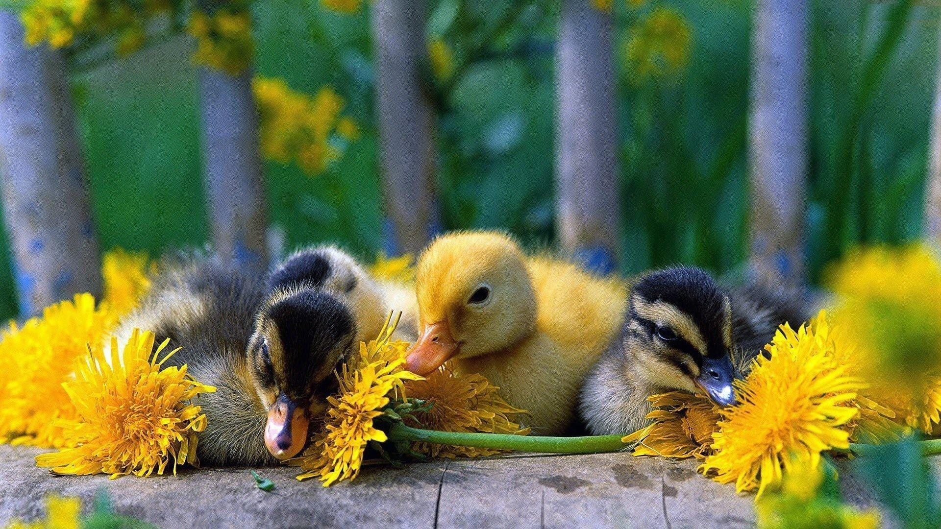 Cute Babies Duck Wallpaper