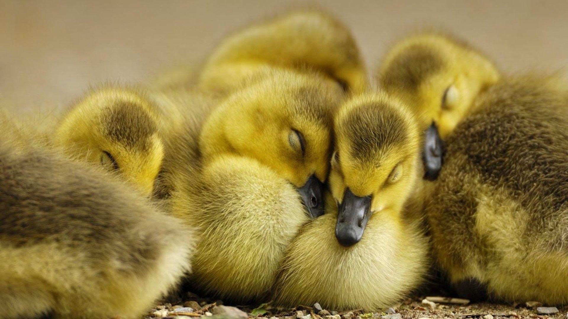 Baby Ducklings HD Wallpaper