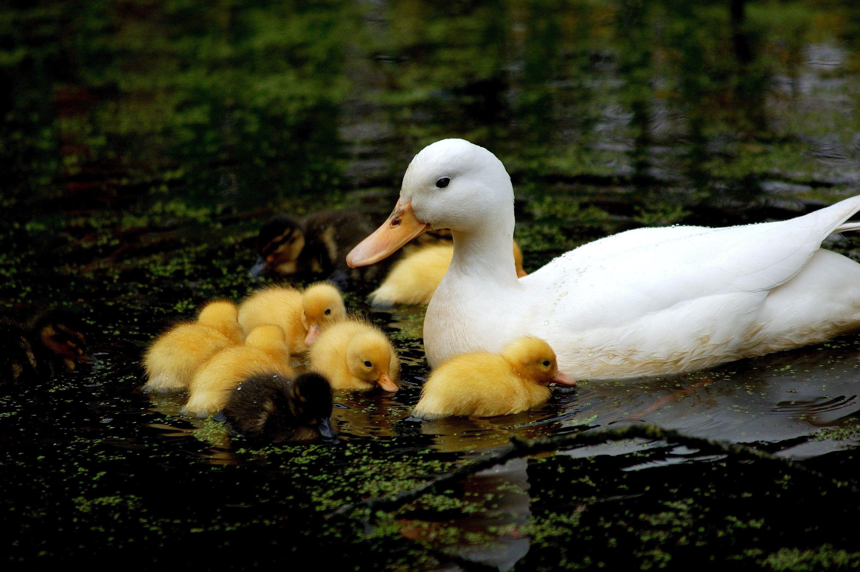 Babies Duck HD Wallpaper Image Picture Photo Download