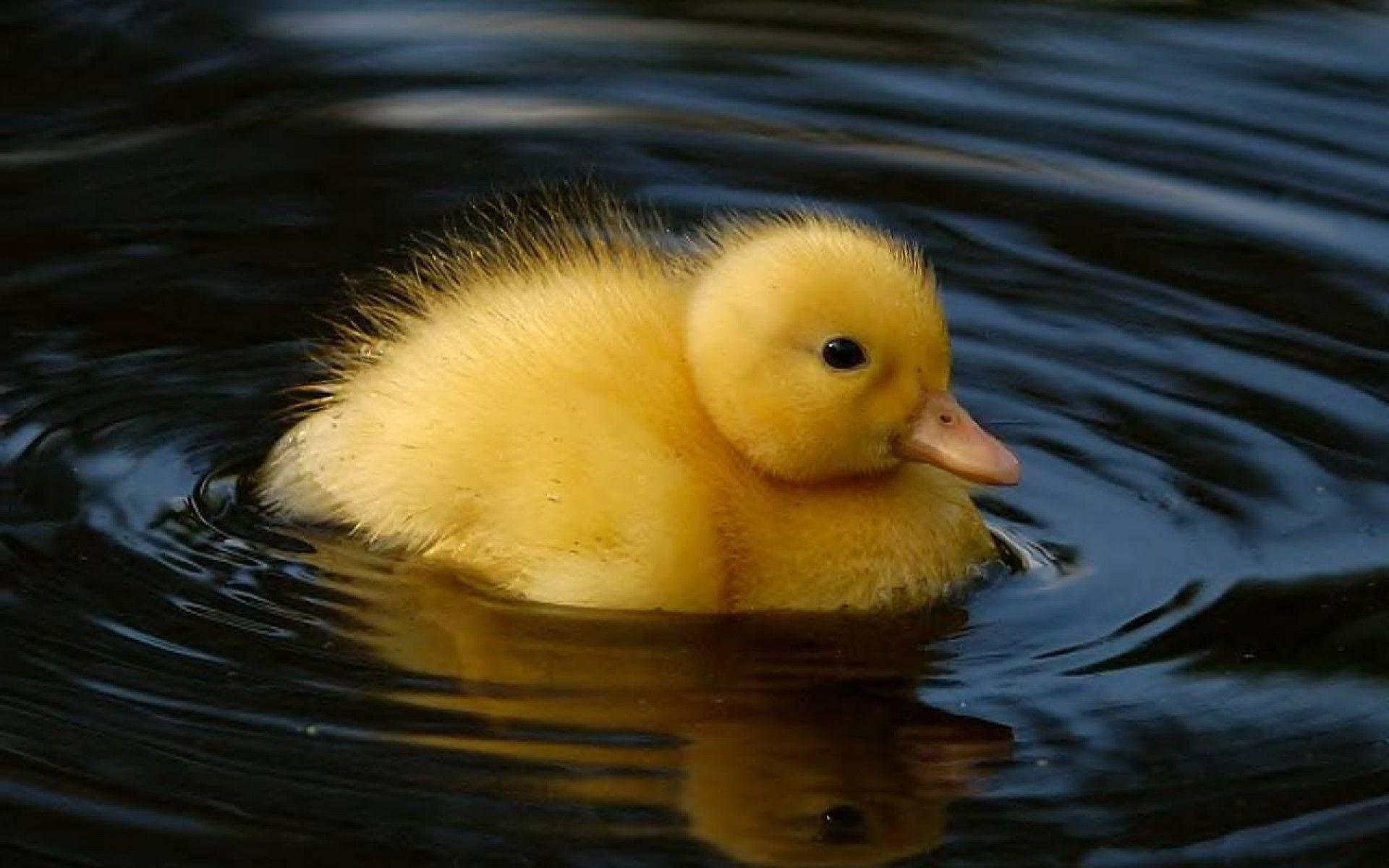 Animals, Swimming Duck HD Wallpaper HD Wallpaper 1200x1920Px