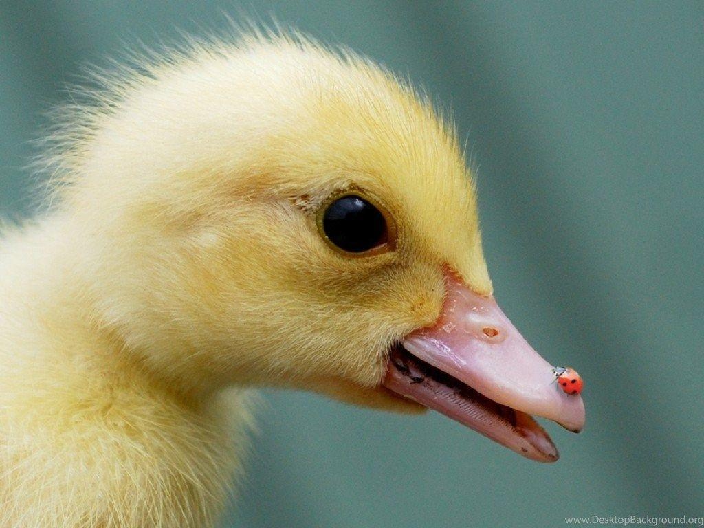 Ducks: Nose Ladybug Baby Duck Cute Sweet Phone Wallpaper For HD