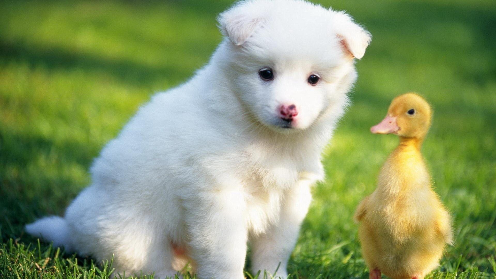 Baby Duck With White Puppy HD Cute Animals Wallpaper HD