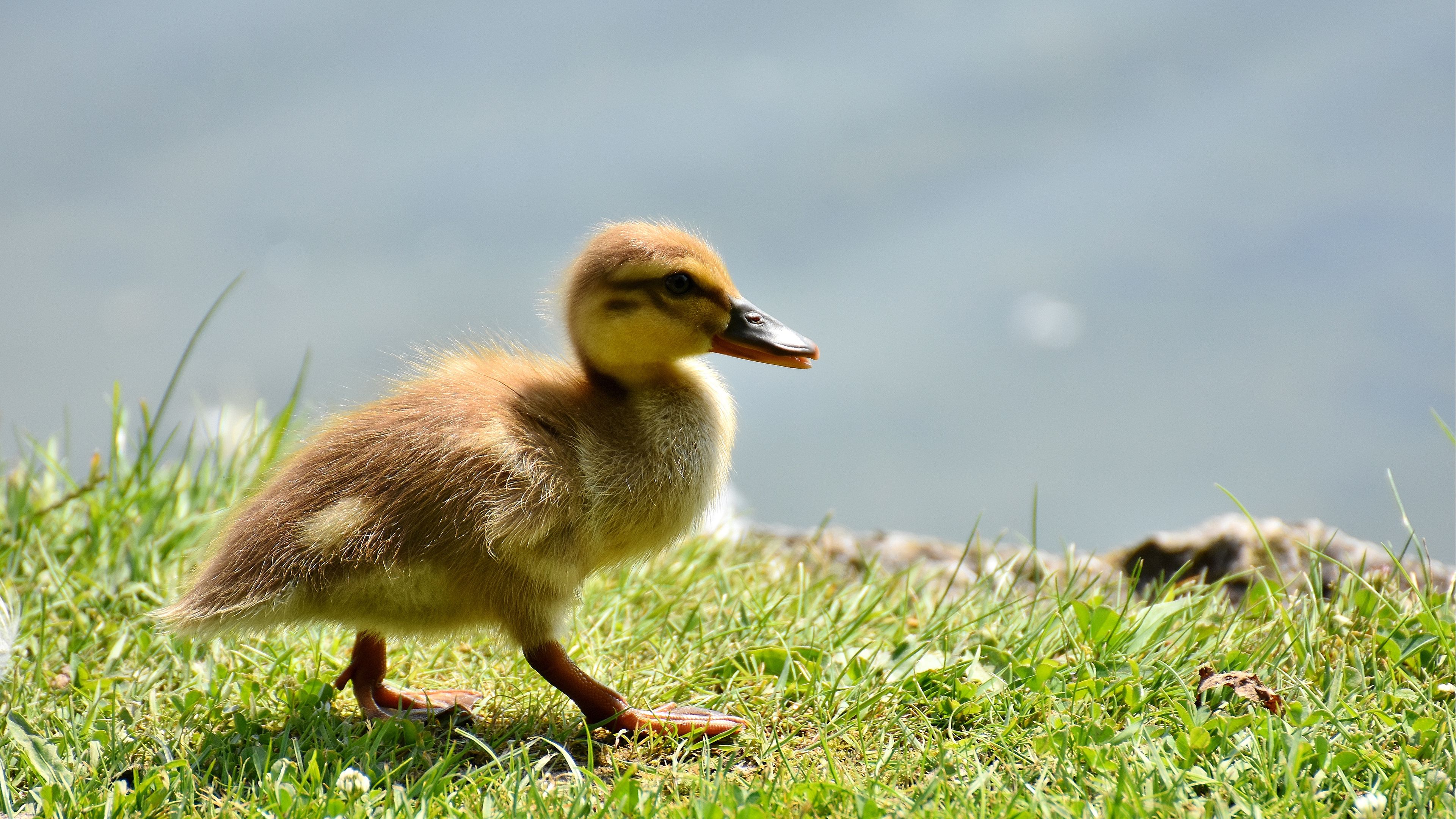 Free Little Baby Duck Chromebook Wallpaper Ready For Download