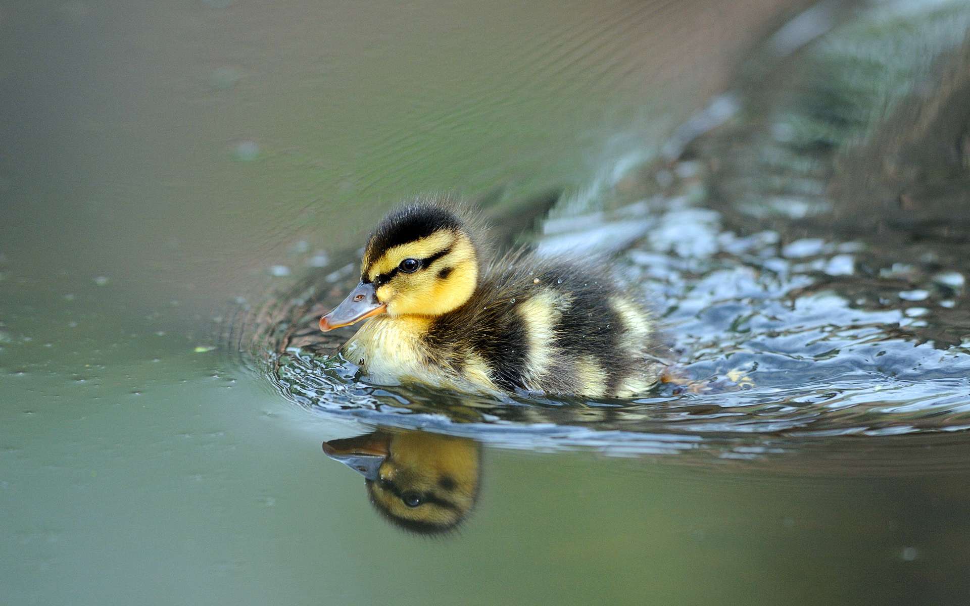 Baby Ducklings FREE Picture