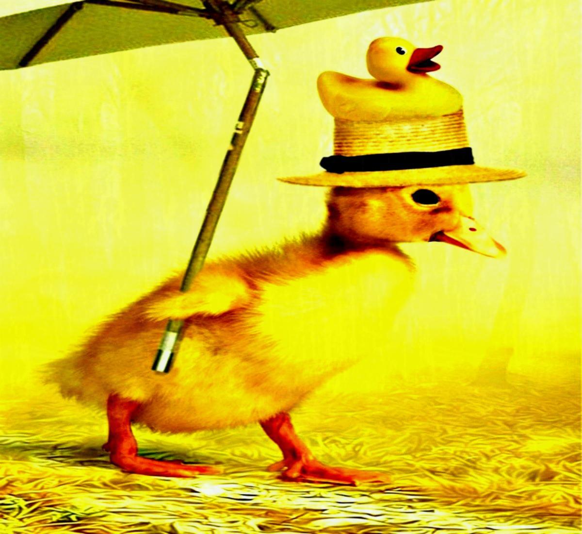 Ducklings Free Image Peakpx ANIMATED WALLPAPER FOR MOBILE