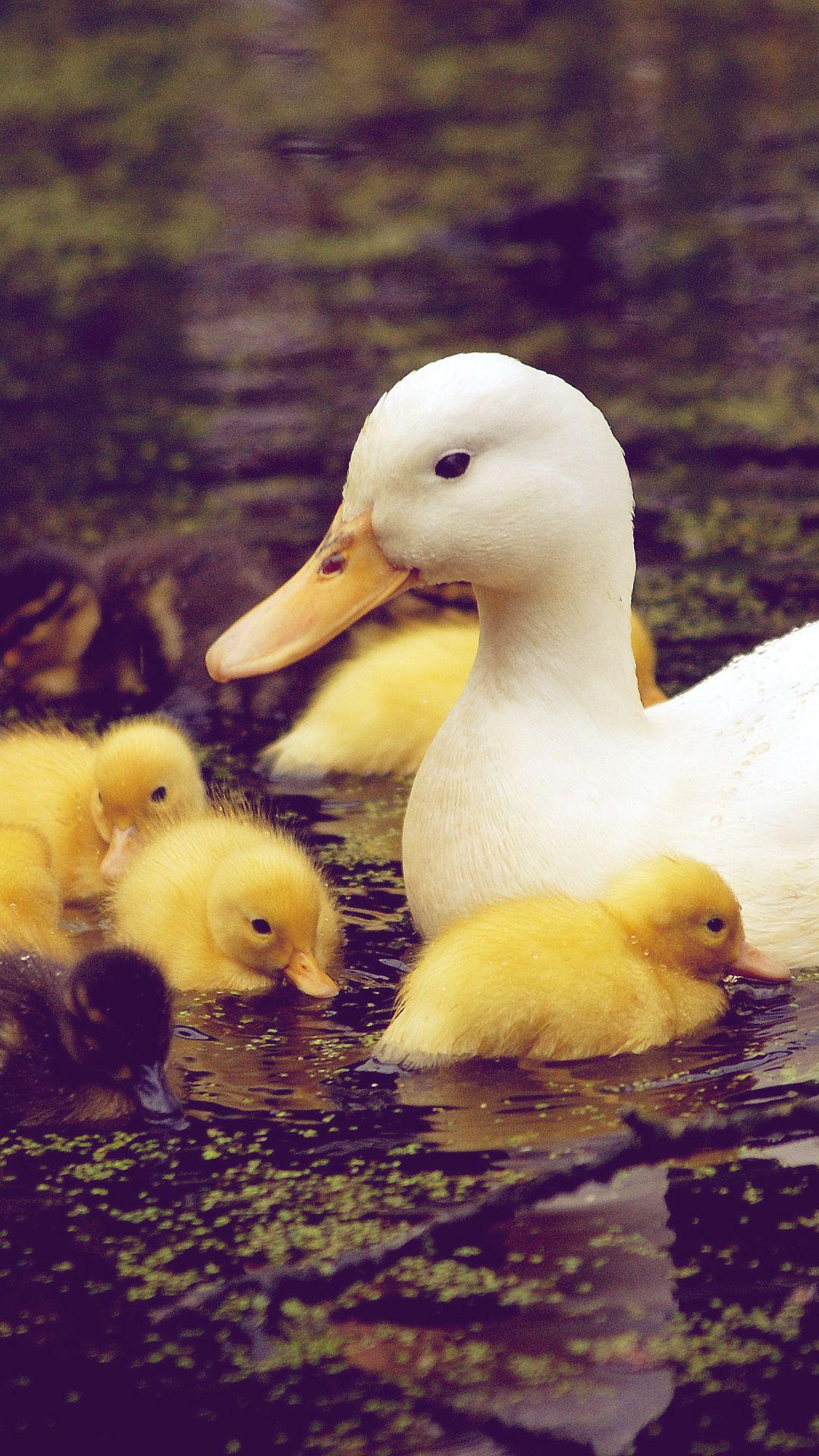 Baby Duck iPhone Wallpaper HD