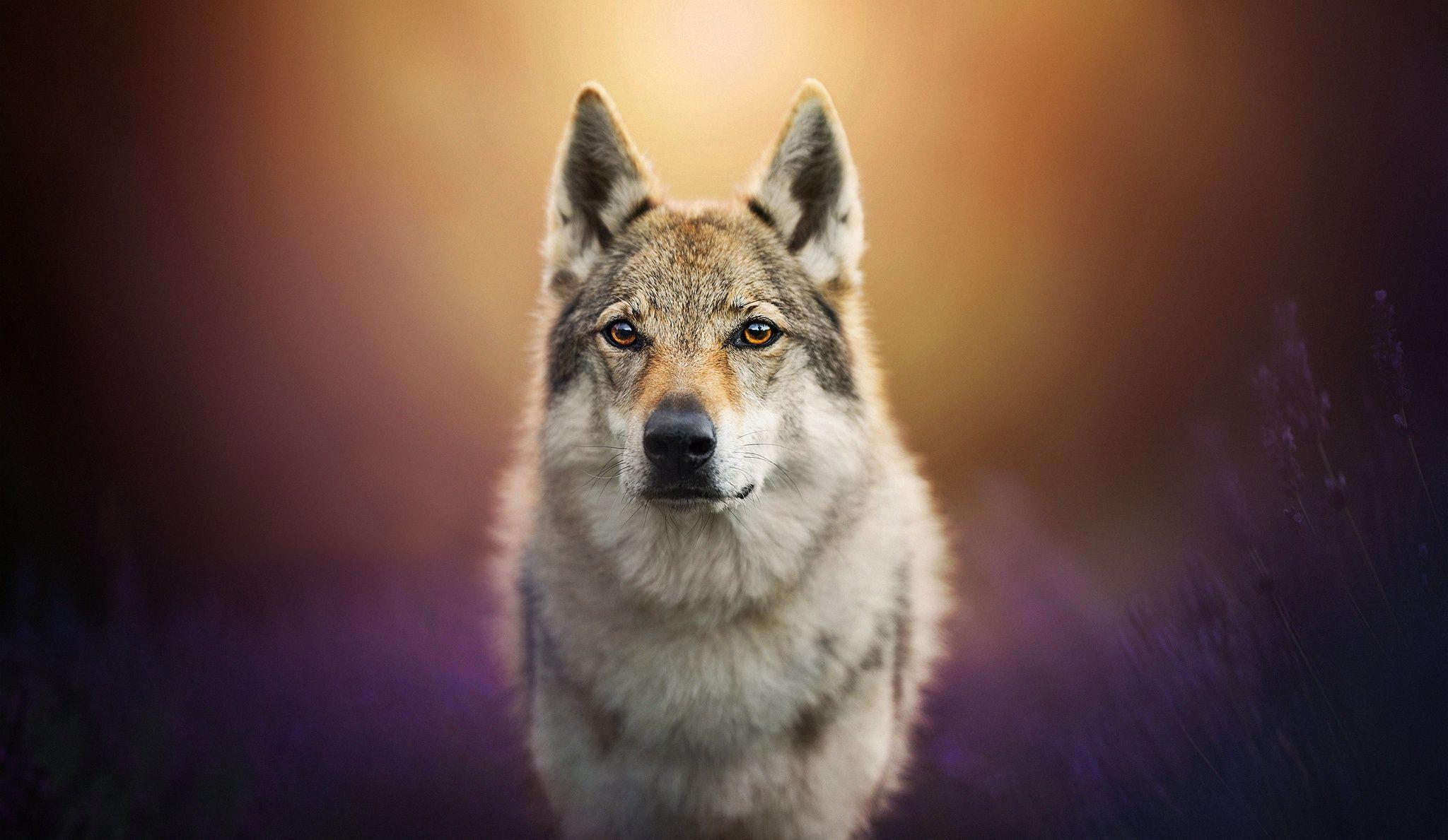 Wolfdog HD Wallpaper and Background Image