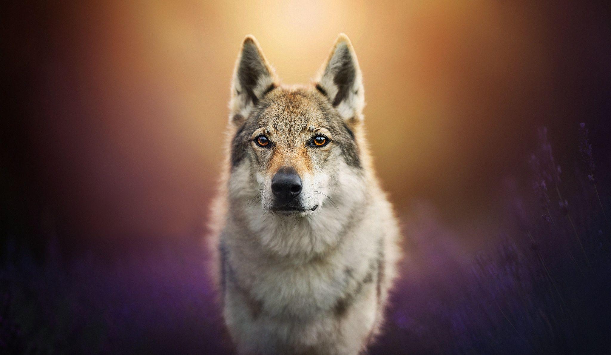 Czechoslovakian Wolfdog Wallpapers - Wallpaper Cave
