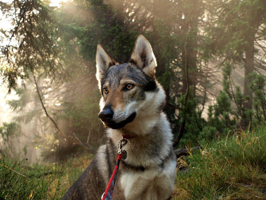Czechoslovakian Wolfdog. kennel area. Czechoslovakian wolfdog