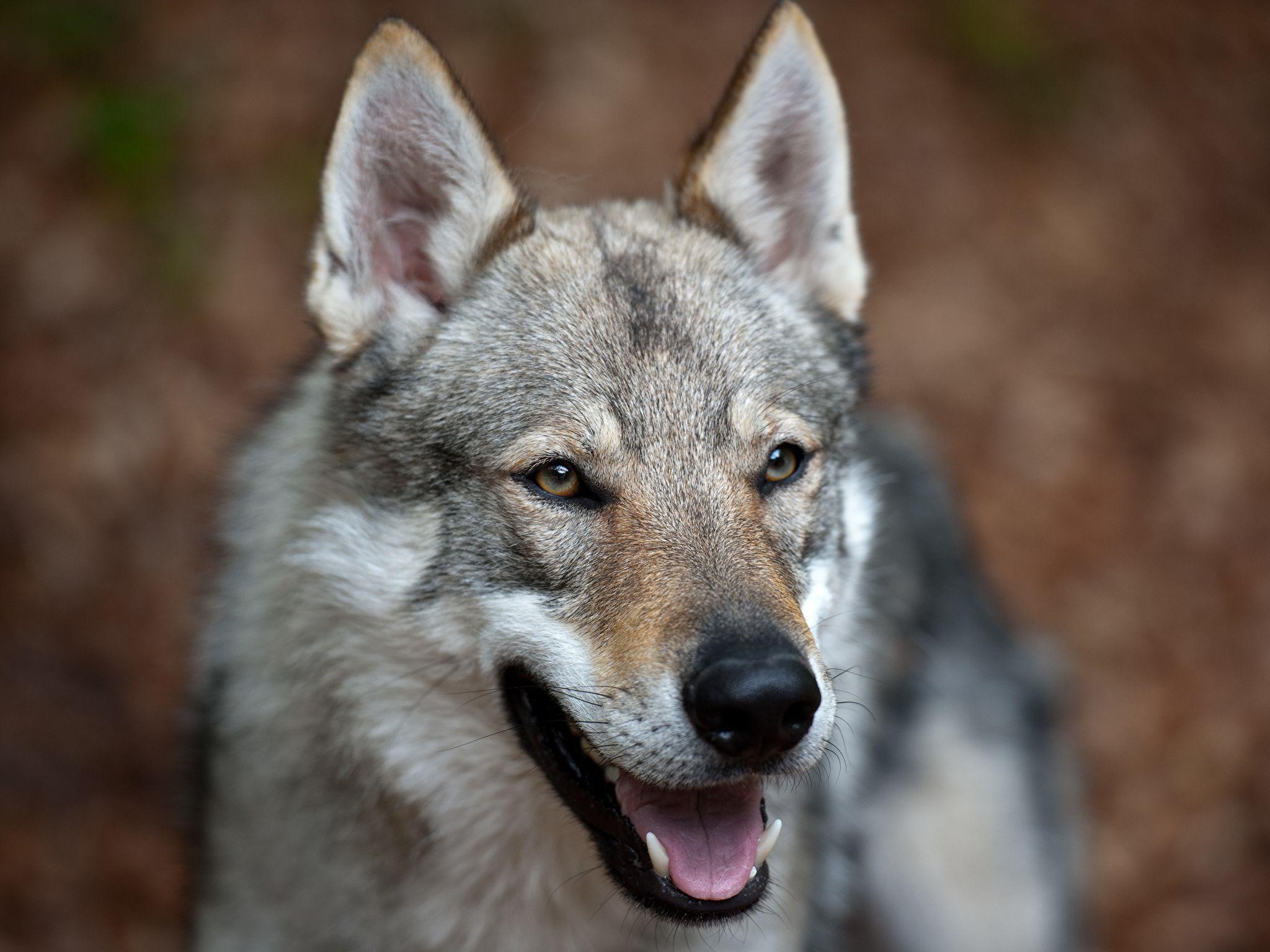 Photo Dogs Wolves Czechoslovakian wolfdog Snout Glance 2048x1536