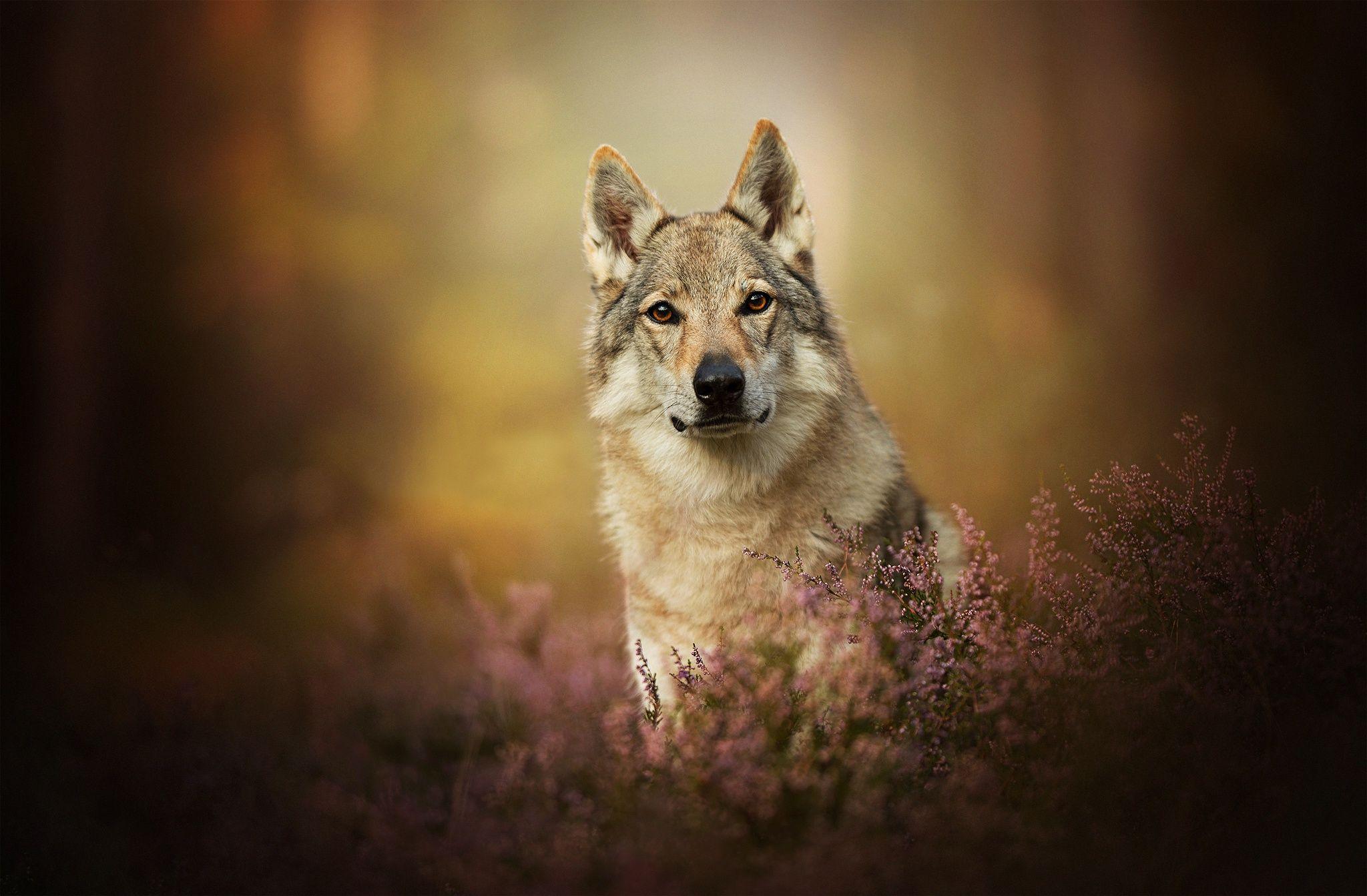Wolfdog HD Wallpaper