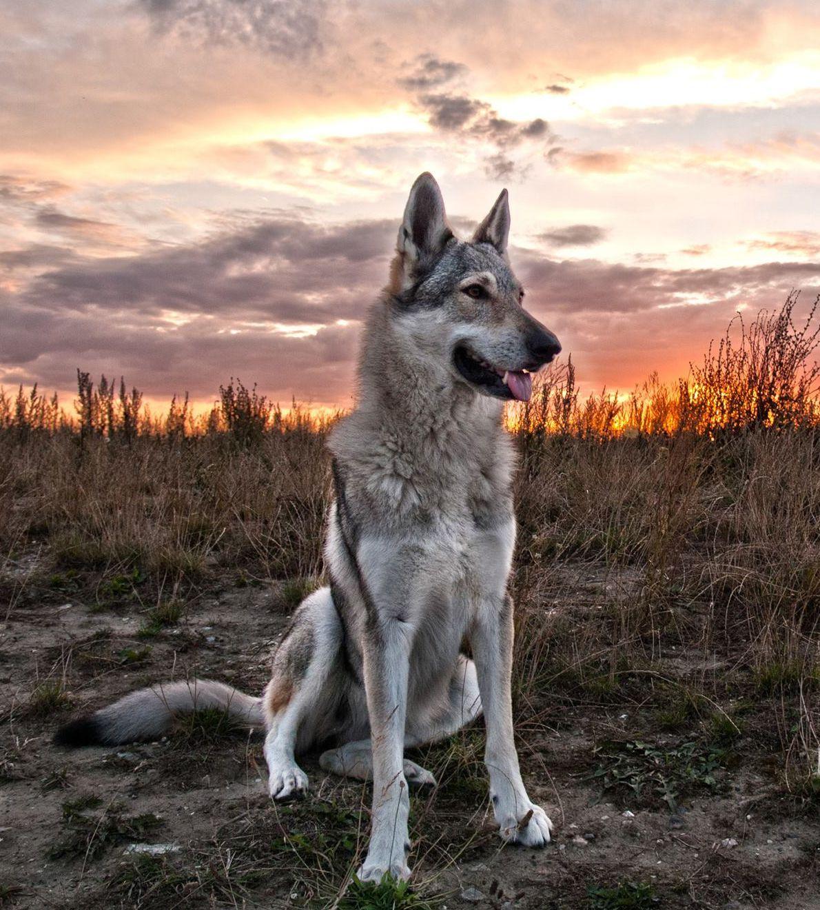 Type of Dogs that Look Like Wolves. Snuggly. Dogs, Czechoslovakian