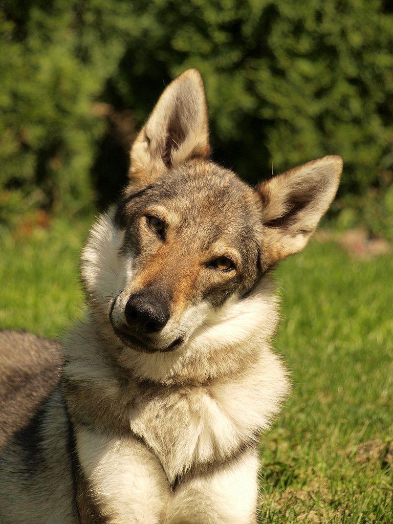 Czechoslovak Wolfdog Puppies: Czechoslovak Funny Czechoslovak