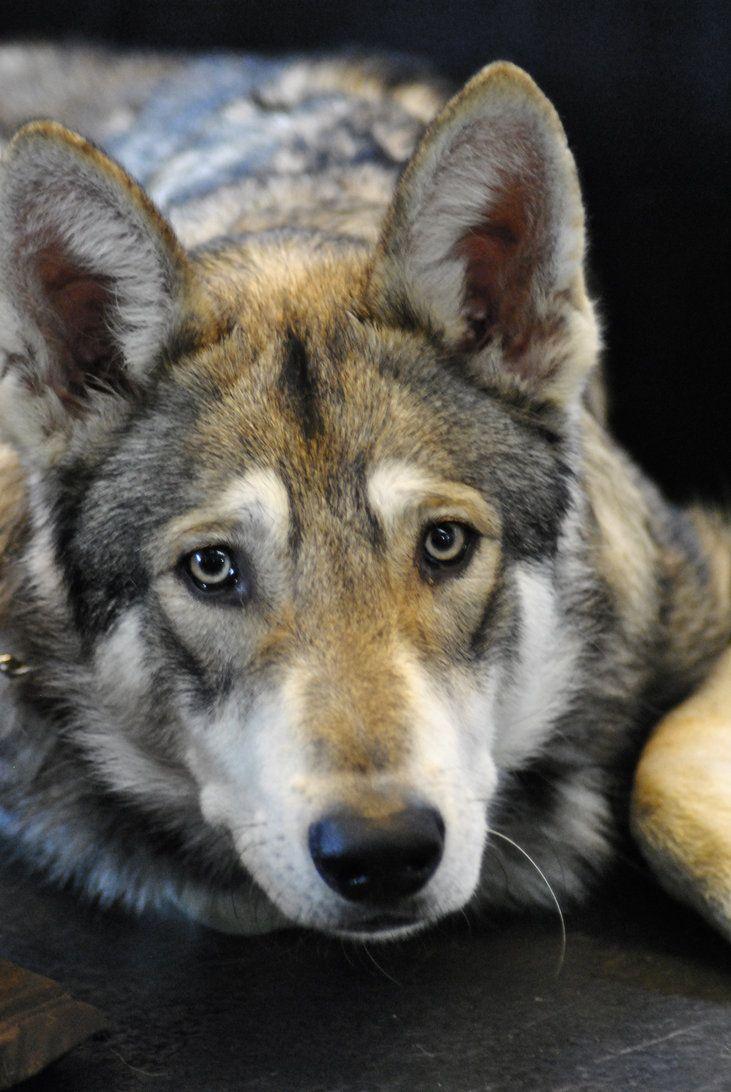 Czechoslovakian Wolfdog. CHIEN LOUP. Czechoslovakian