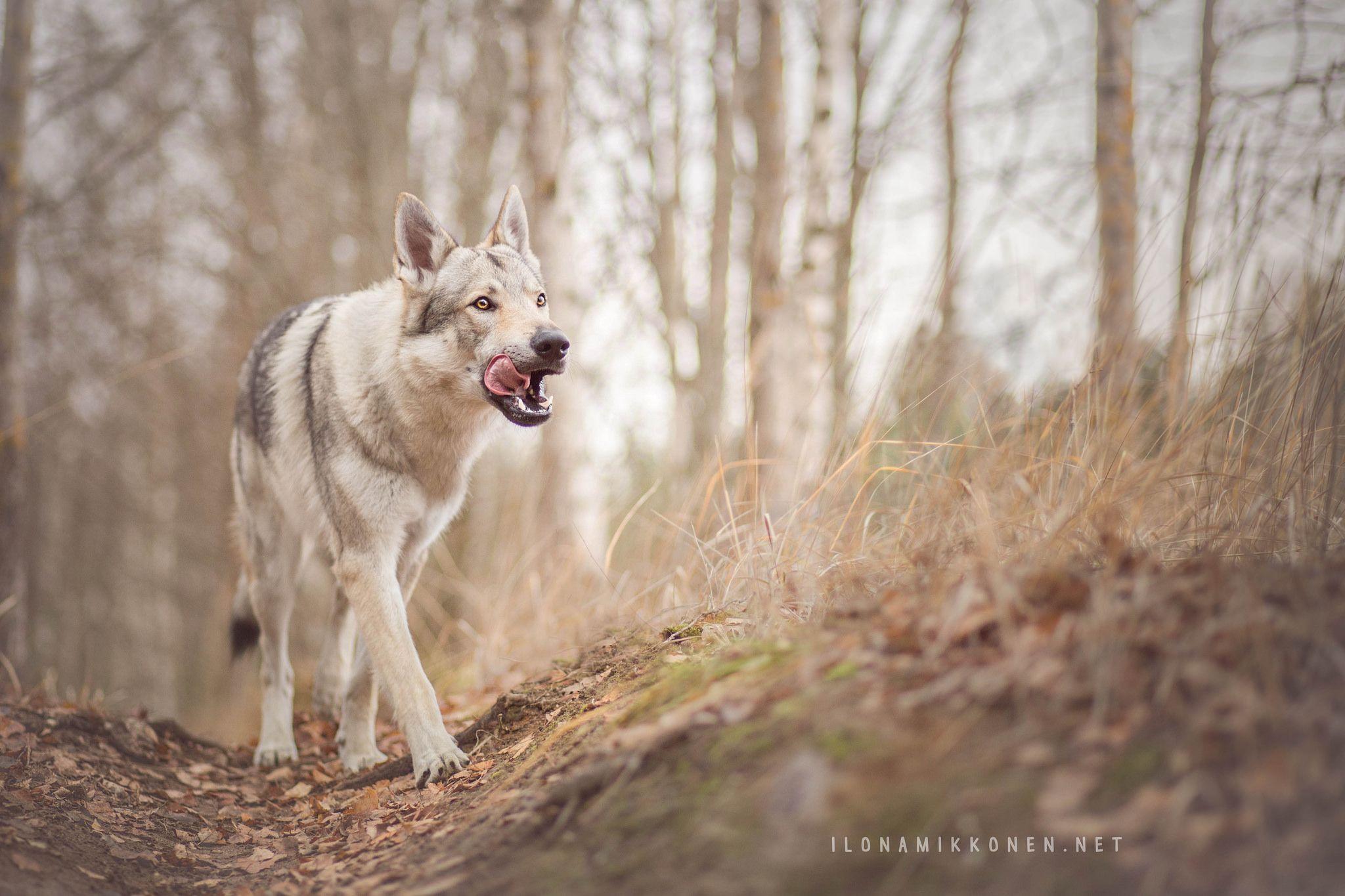 Wolfdog HD Wallpaper