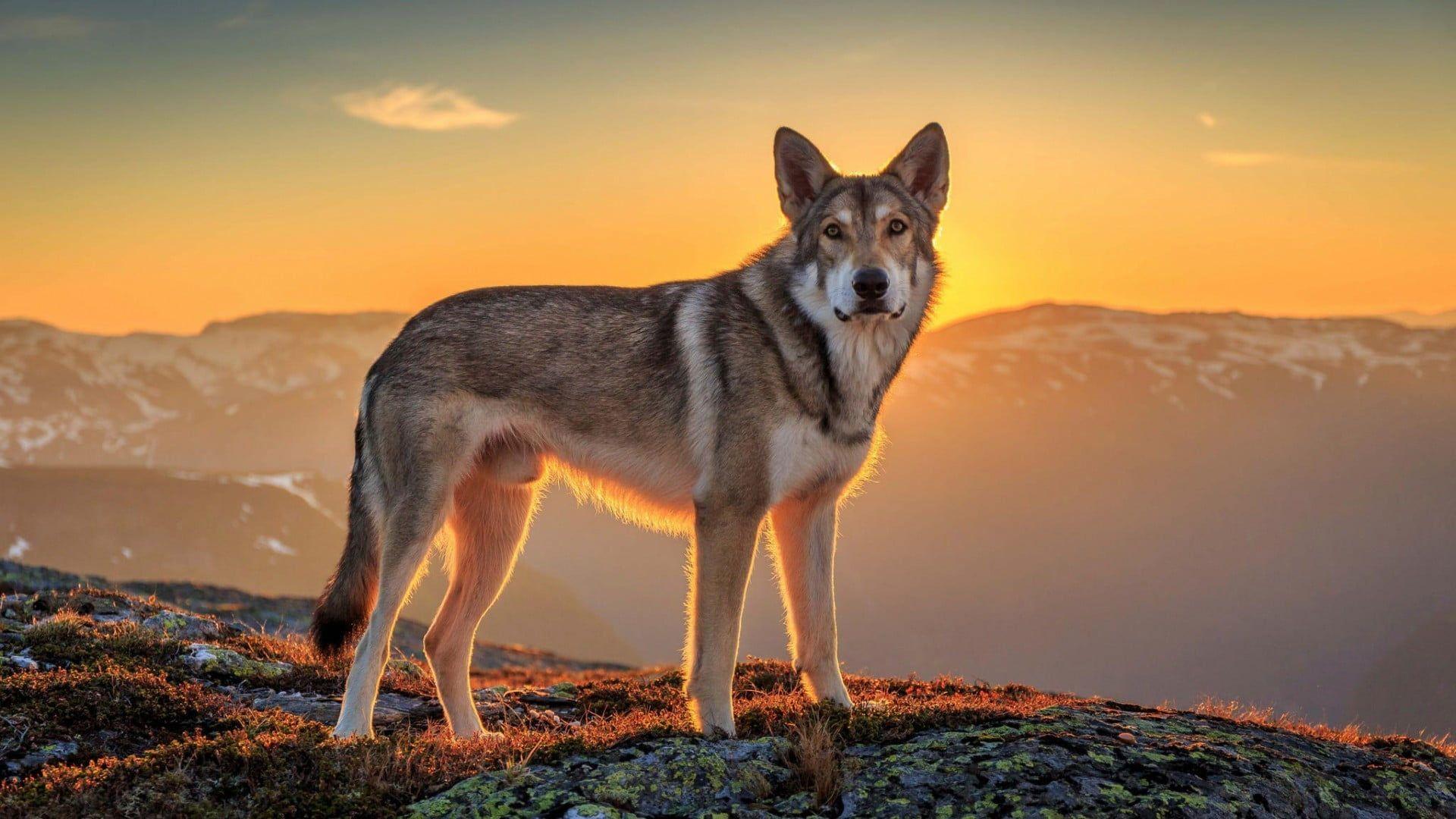 Czechoslovakian Wolfdog stands on hill at sunset HD wallpaper