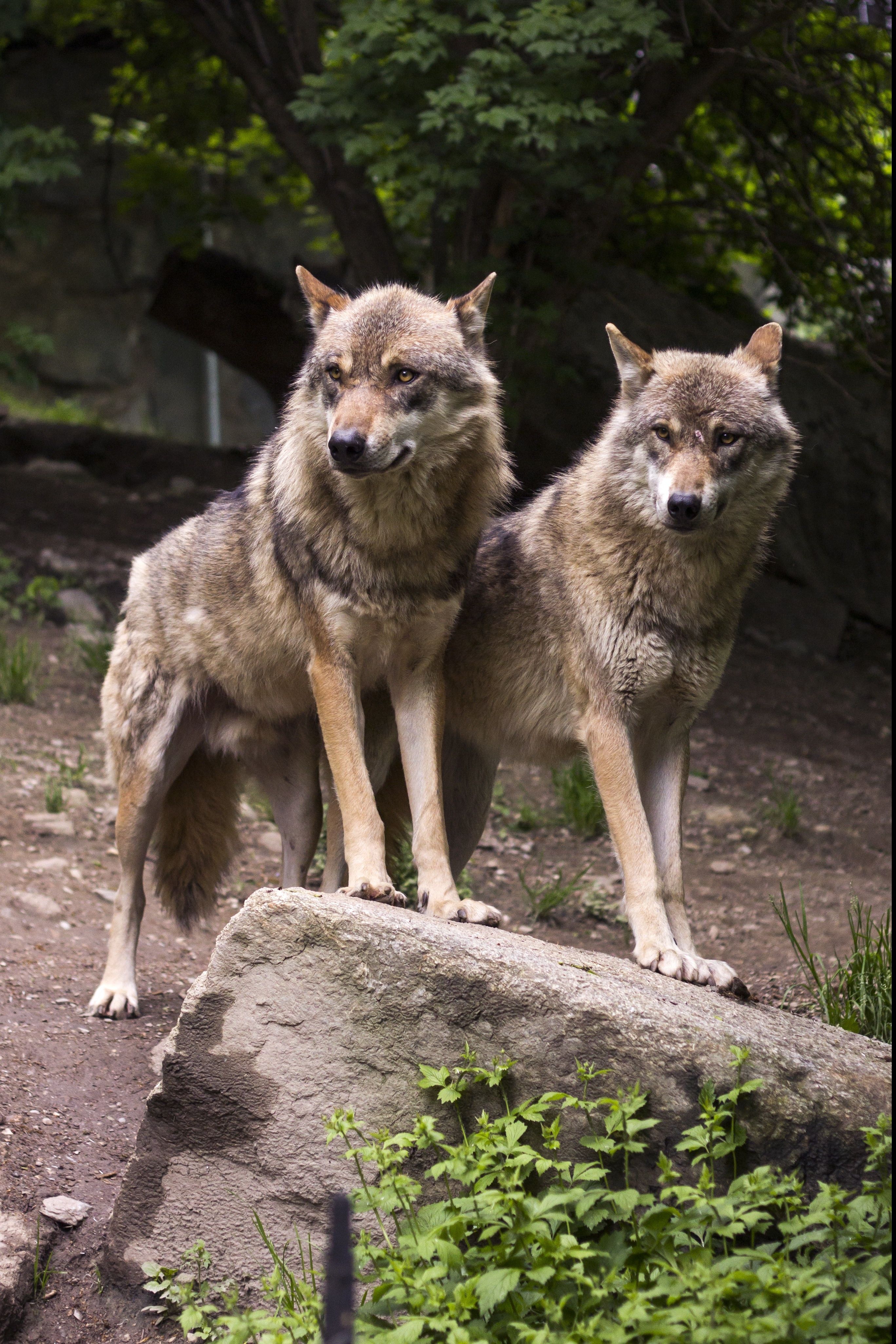 czechoslovakian wolfdogs free image