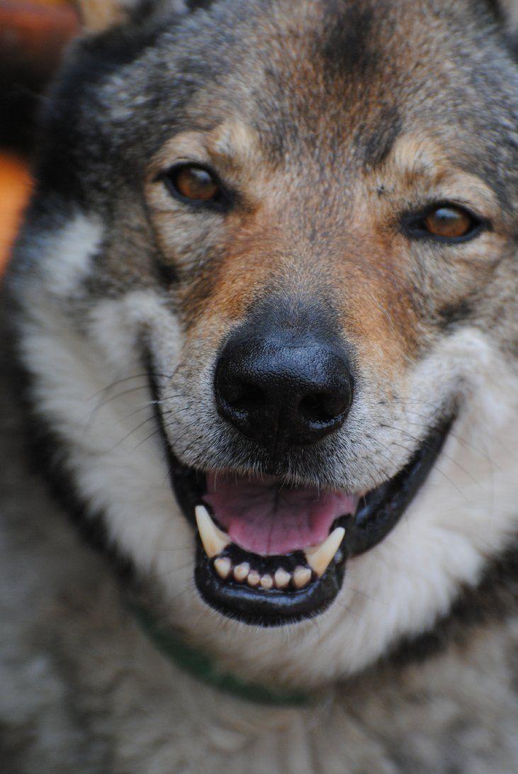 Czechoslovak Wolfdog face photo and wallpaper. Beautiful