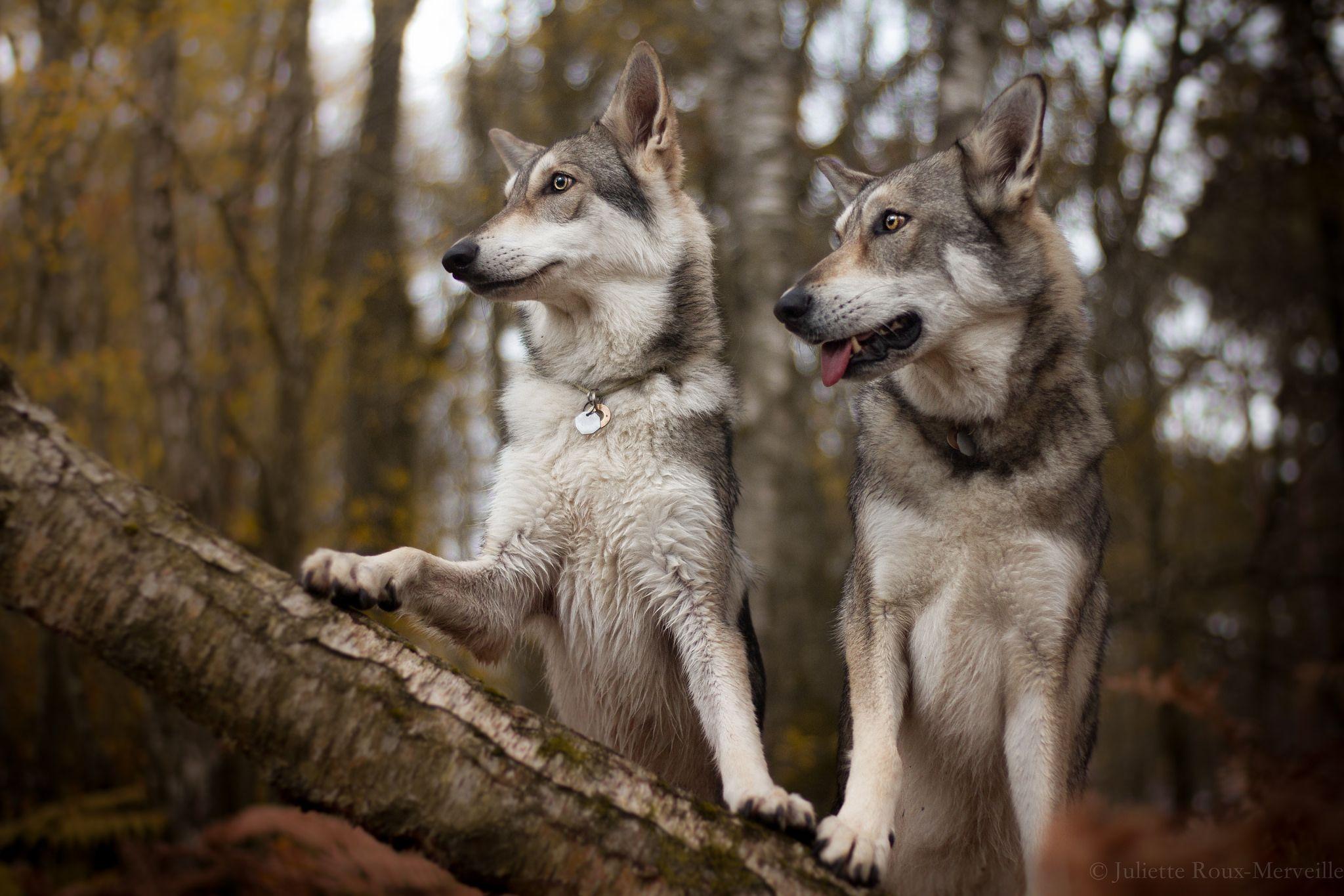 Download Animal Wolfdog Dogs HD Wallpaper