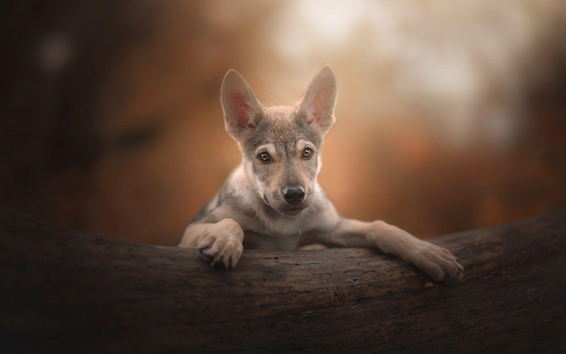 Czechoslovakian Wolfdog Wallpapers - Wallpaper Cave