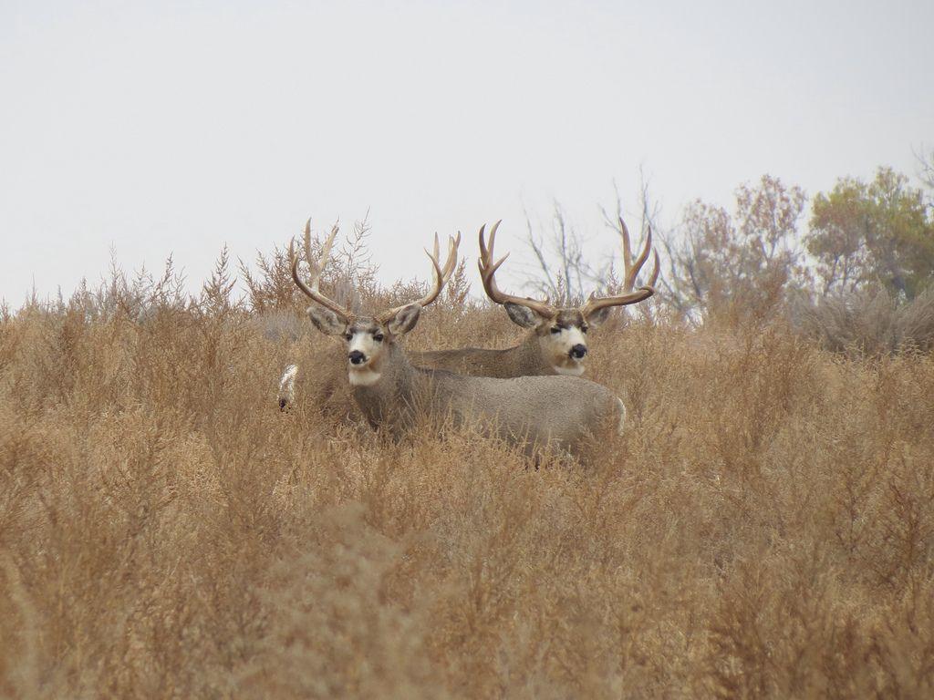 Big Mule Deer Bucks