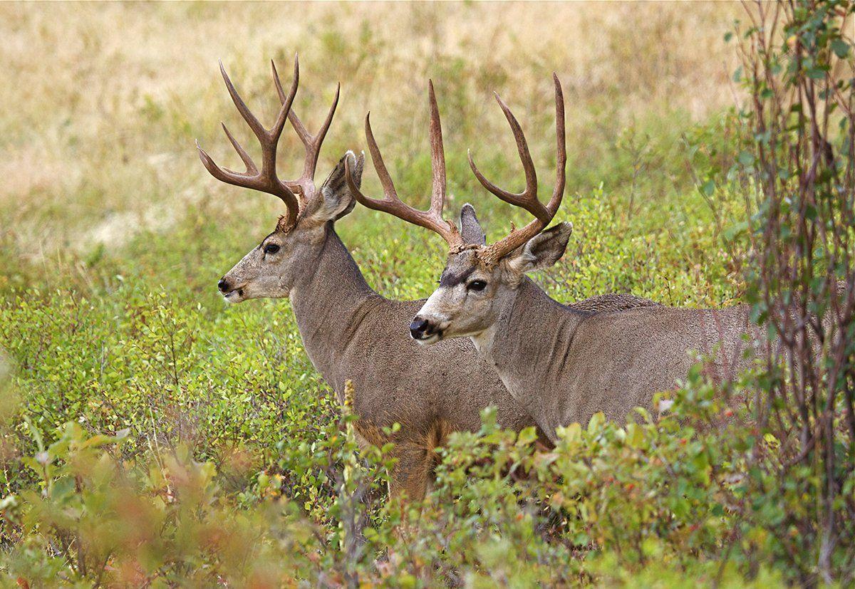 Are Mule Deer Getting the Boot from Whitetails?