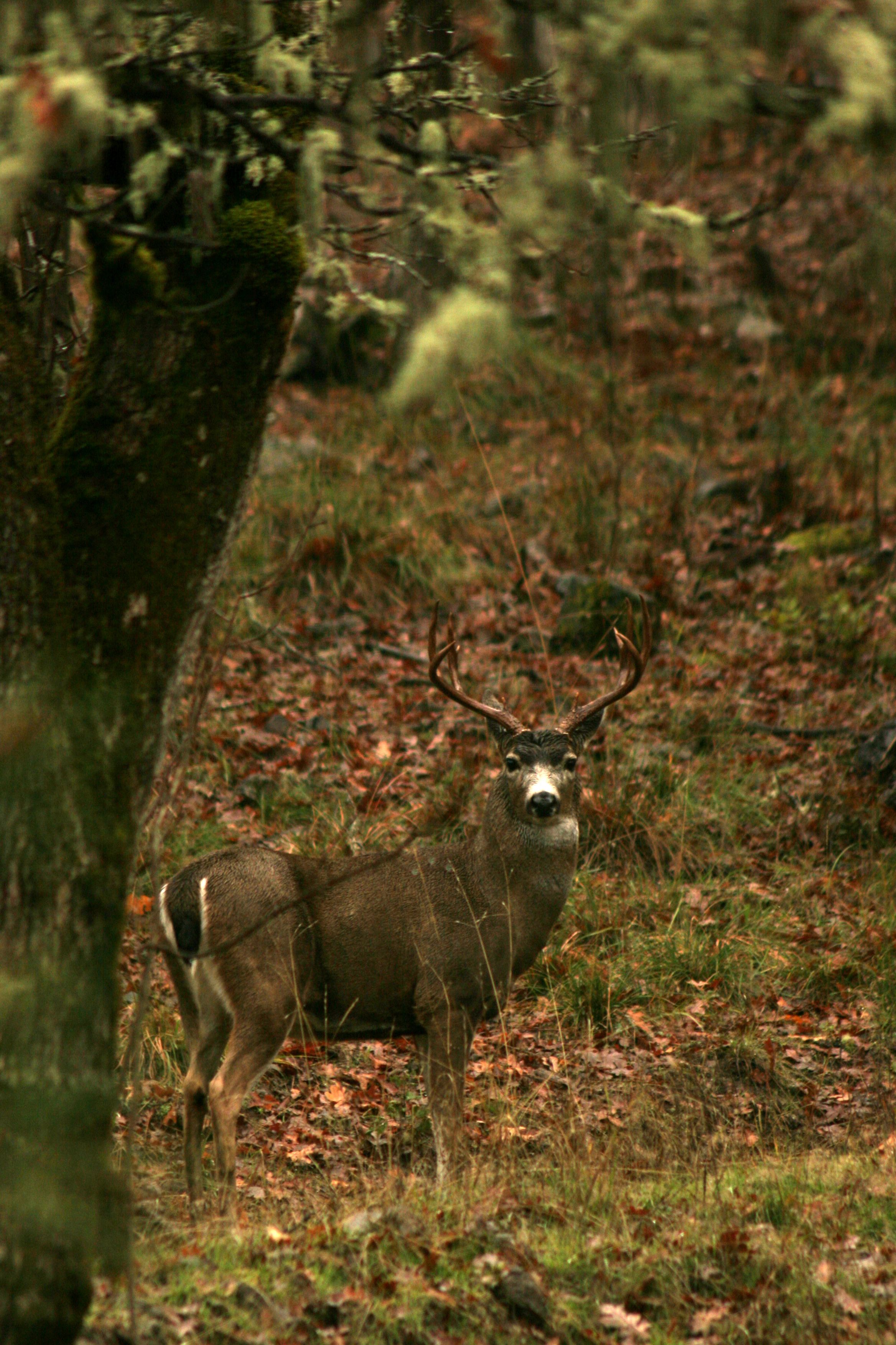 Columbia blacktail deer in Oregon