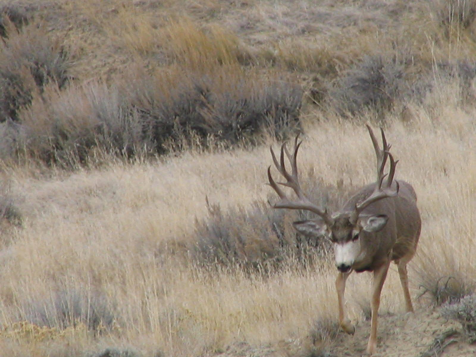 Wyoming buck
