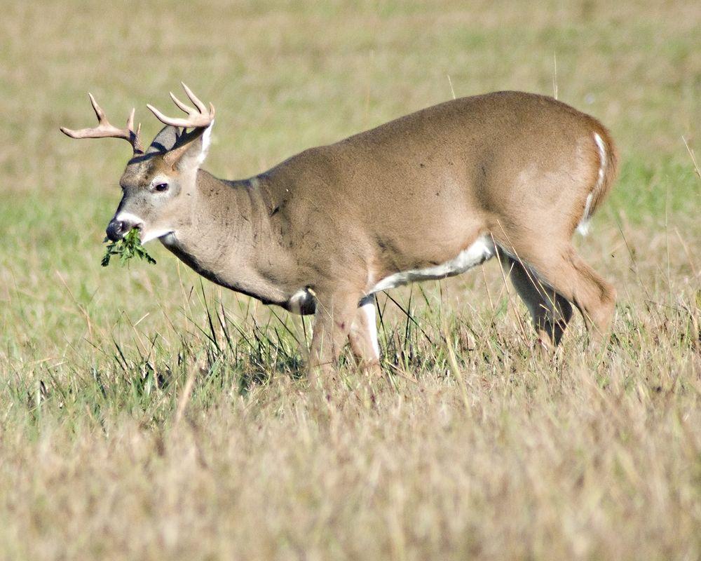 The SoCal Bowhunter: Hunting Whitetail Deer vs. Blacktail Deer