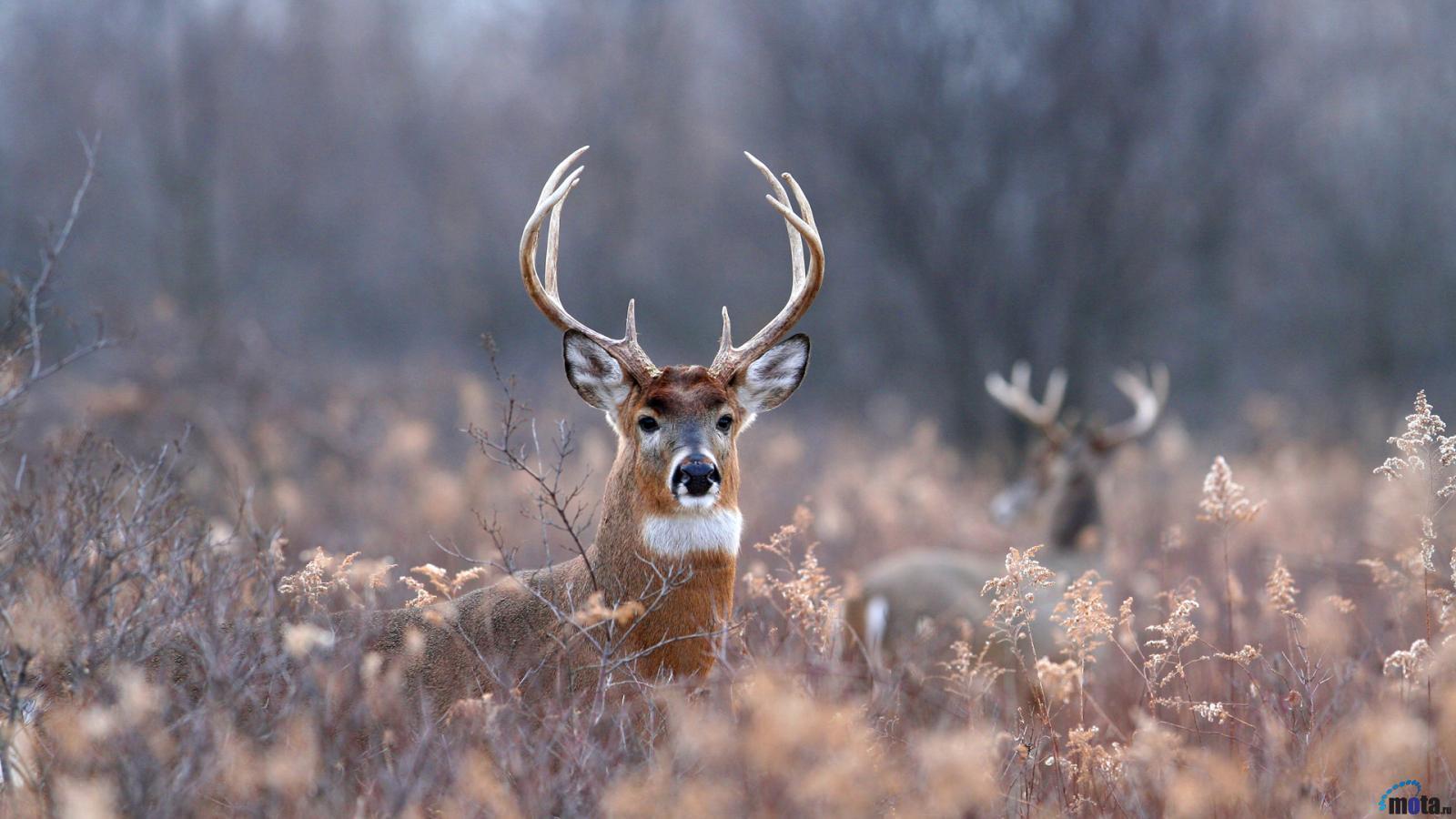 Deer Hunting in WA