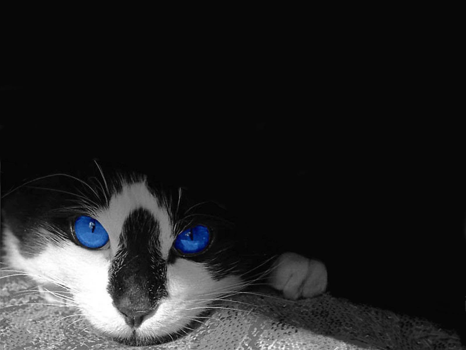 blue eyed warrior Cats Forever Wallpaper