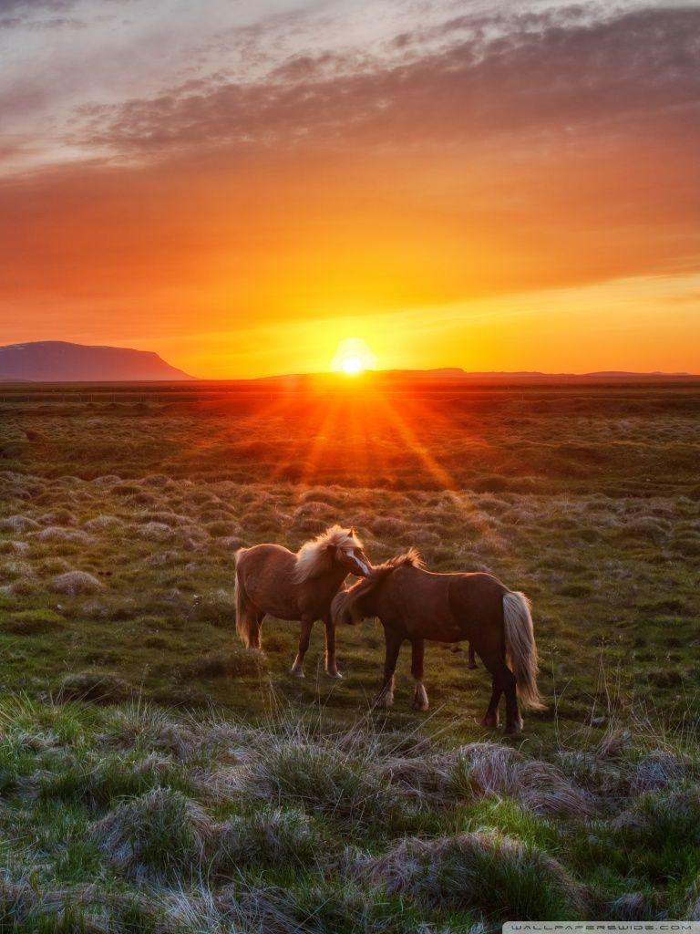 Wild Horses At Sunset Ultra HD Desktop Background Wallpaper for 4K UHD TV, Multi Display, Dual Monitor, Tablet