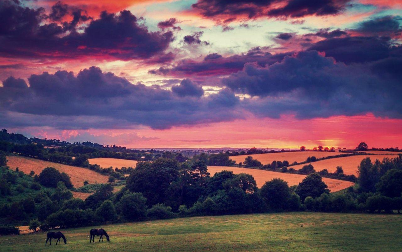 Hills Trees Horses Pink Sunset wallpaper. Hills Trees Horses Pink