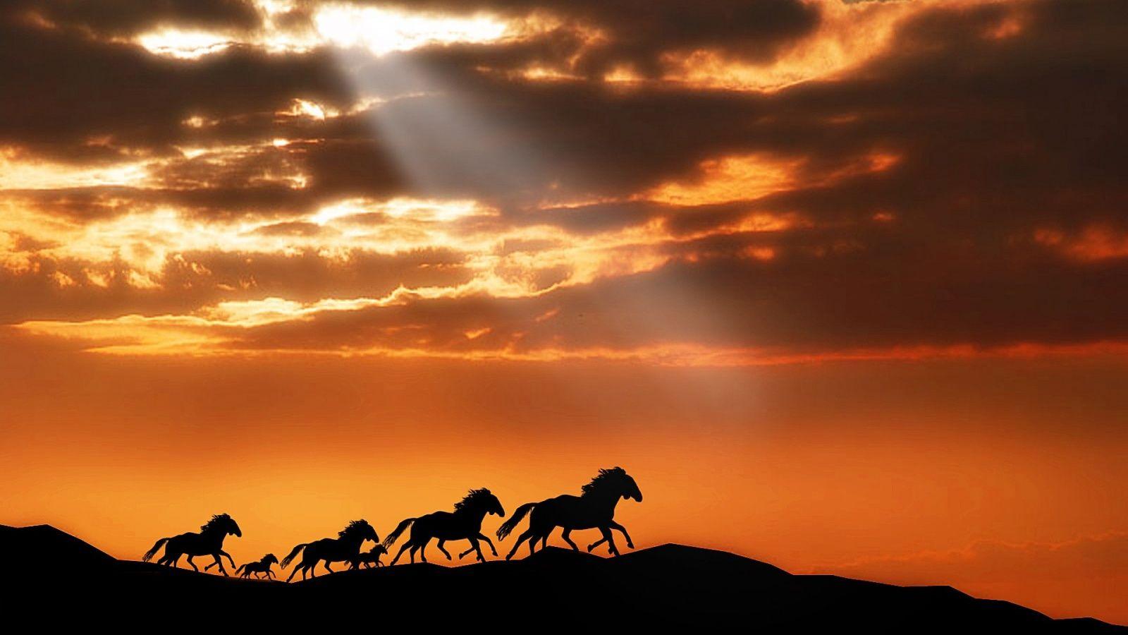 Horses Running At Sunset Wallpaper