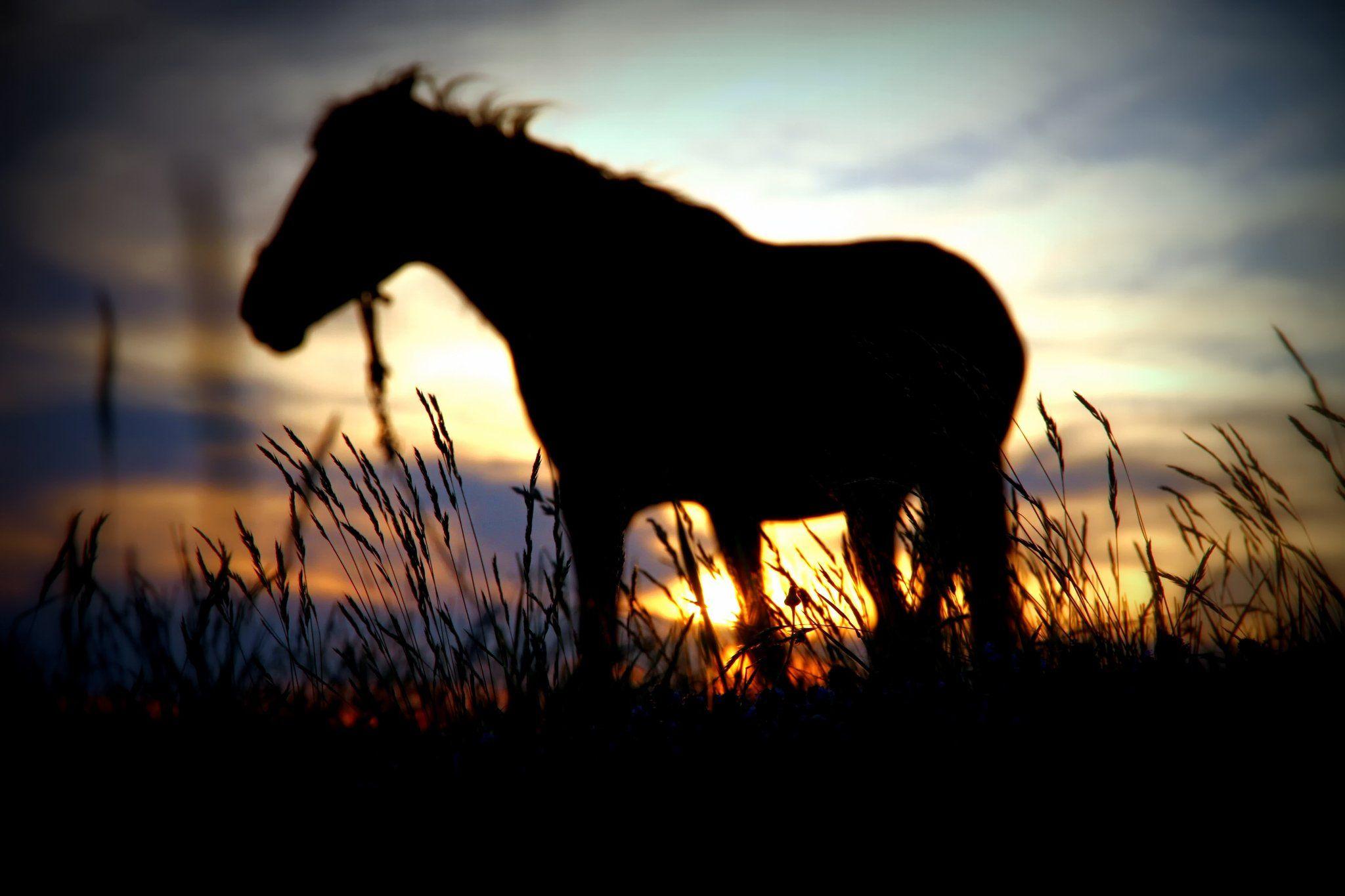 Silhouette horse sun degradation sunset wallpaperx1365