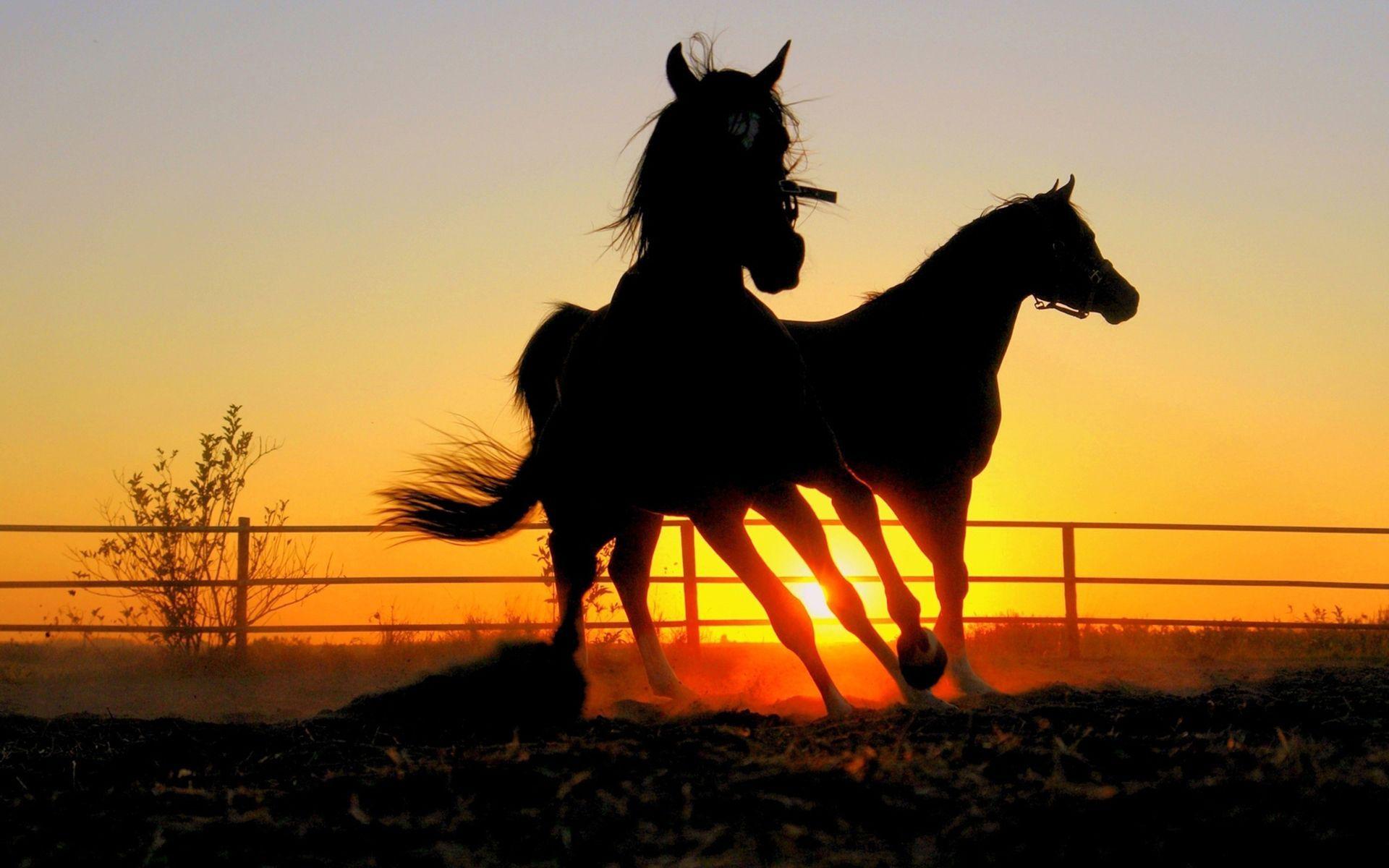Wallpaper. I love horses. Horses, Wild horses