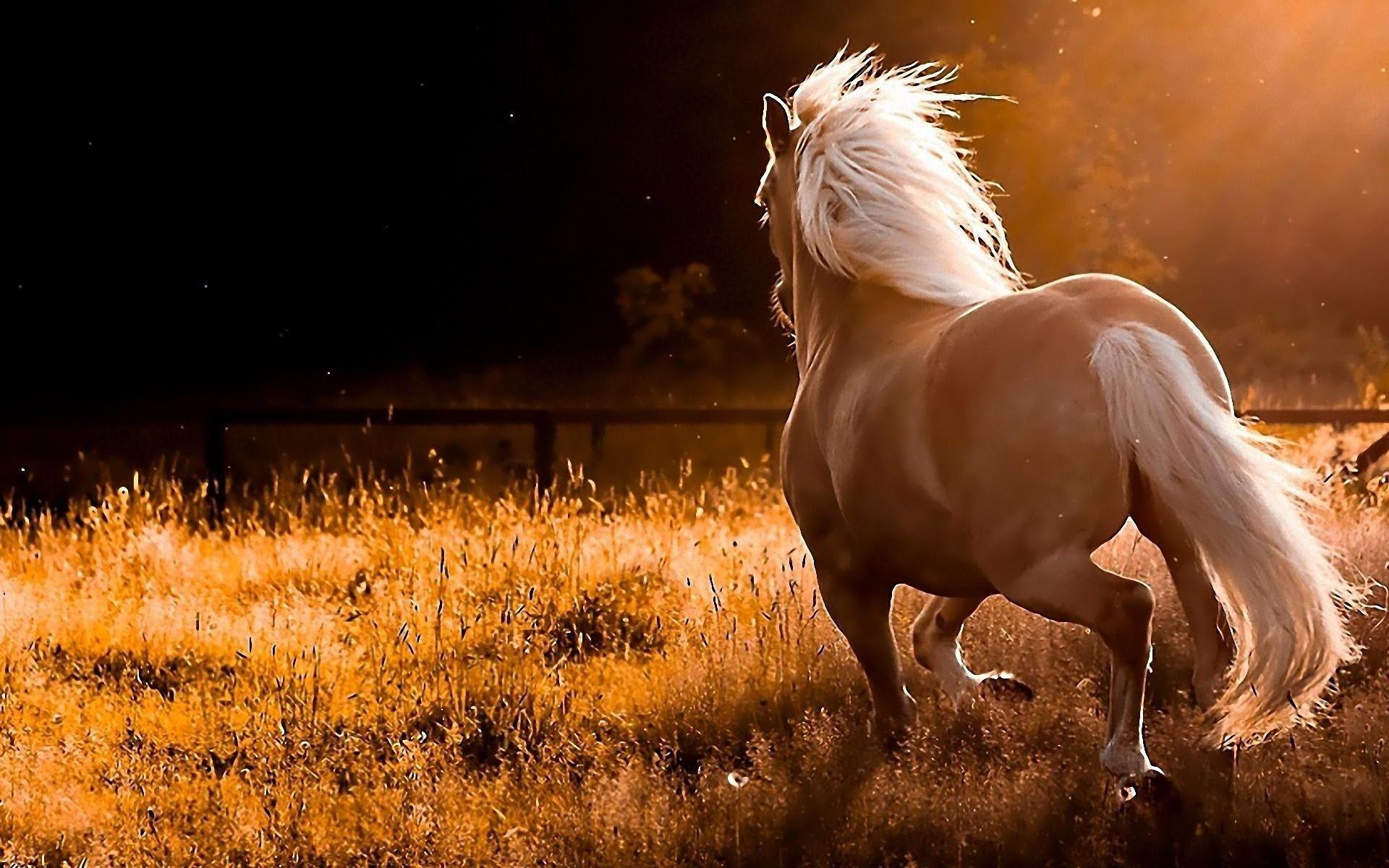 Beautiful Horse And Sunset Pics HD Wallpaper 03610  wallpaperspickcom