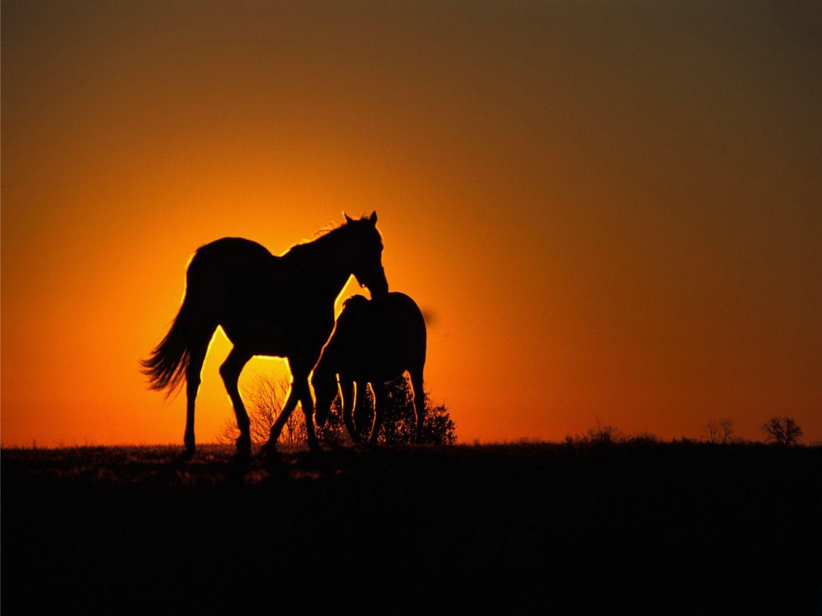 Horses At Sunset Wallpapers Wallpaper Cave