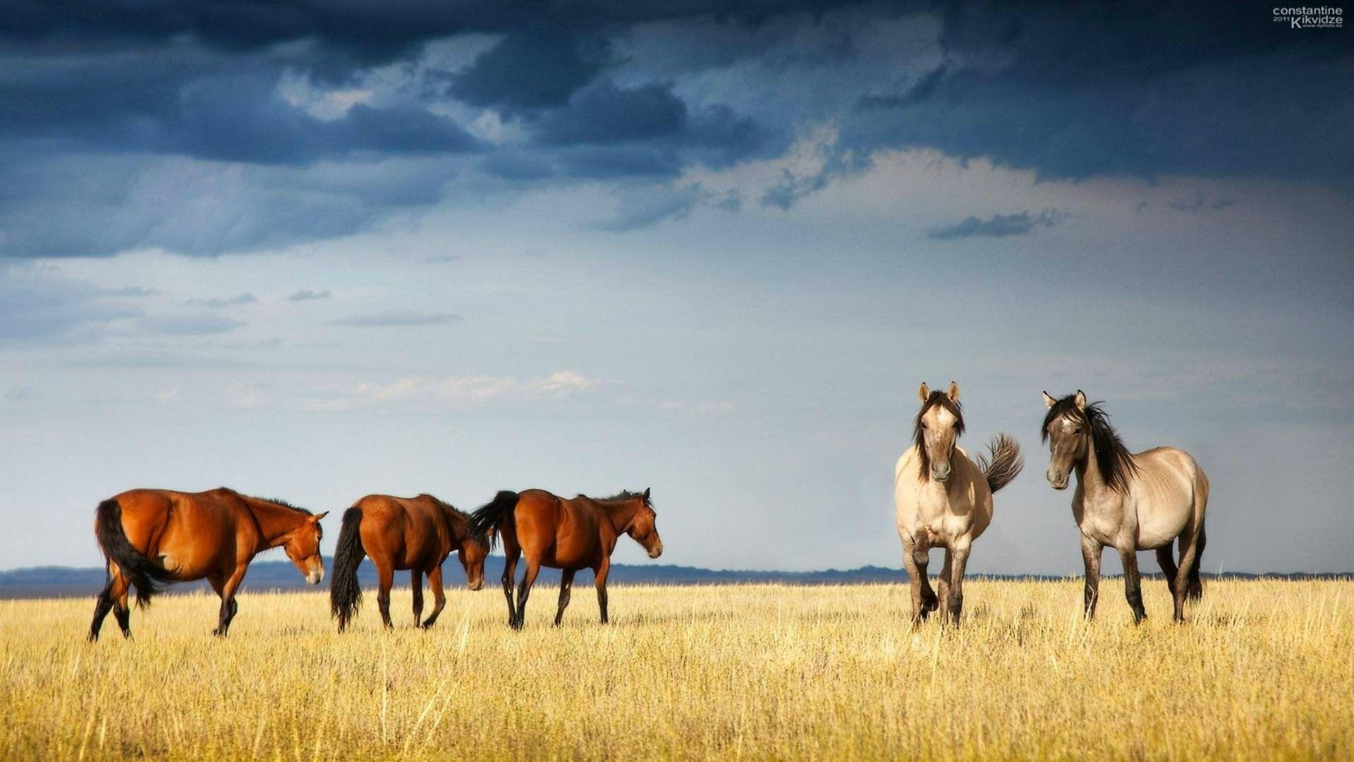 Horses Wallpaper