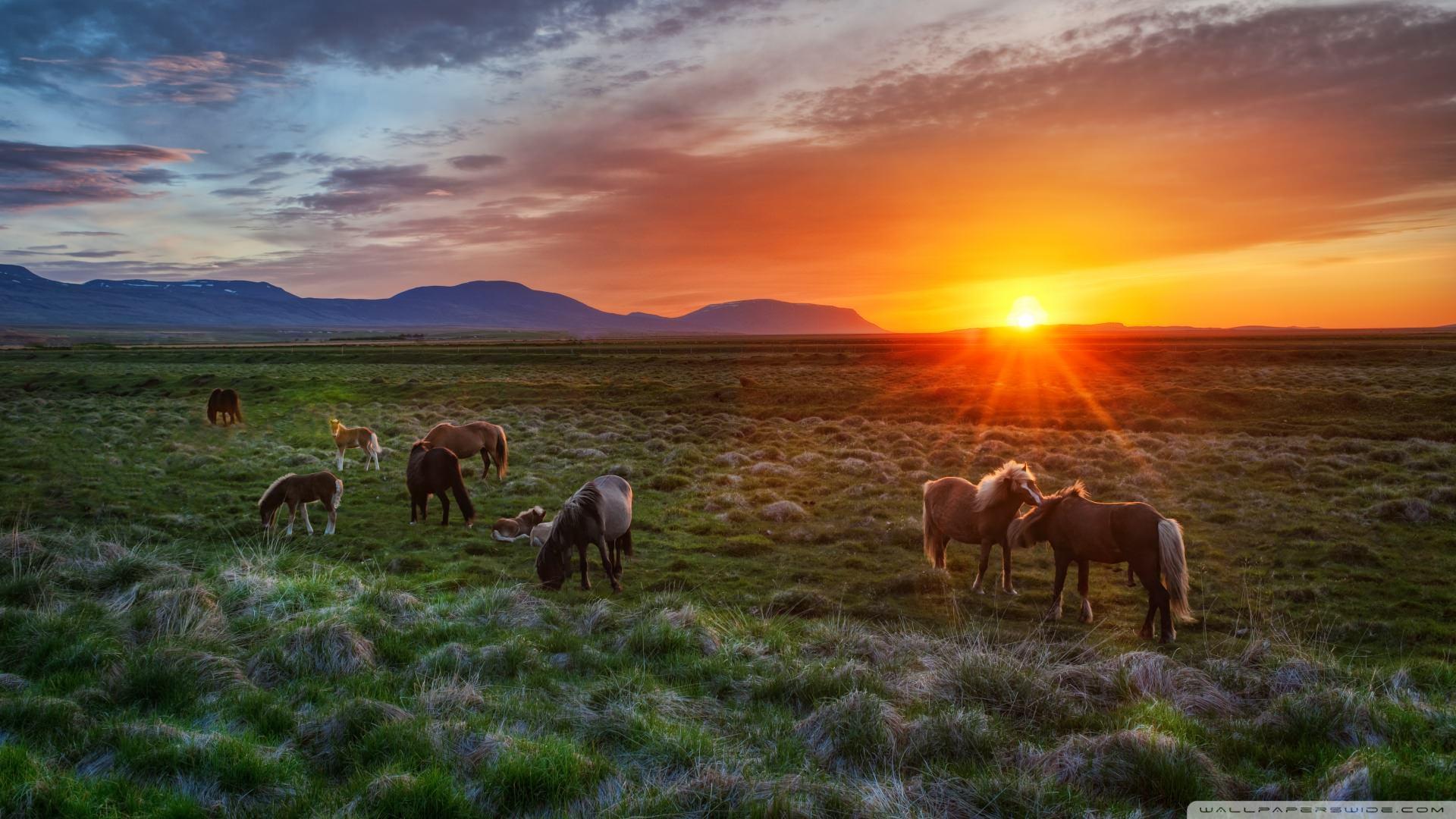 Wild Horses At Sunset Wallpaper 1920X1080 Wild, Horses, At, Sunset