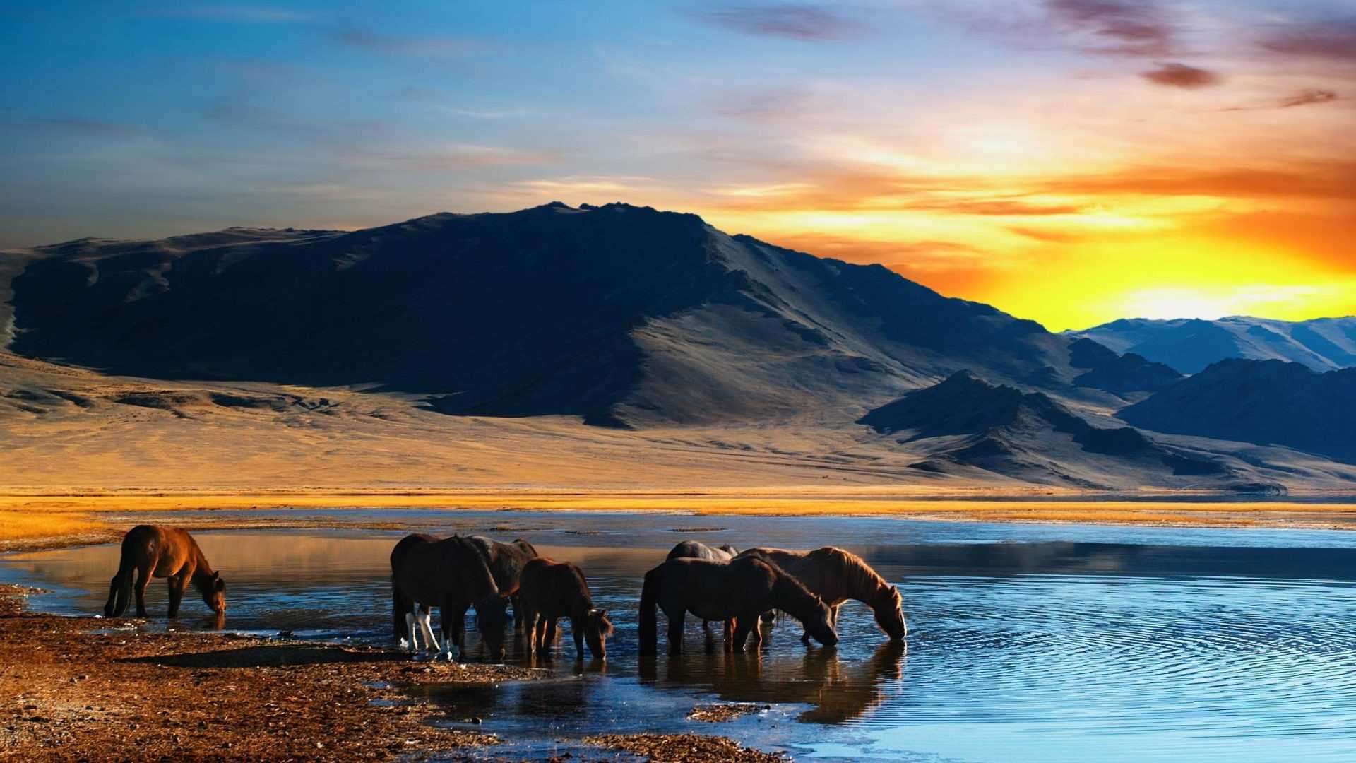 Wild Horse Wallpaper
