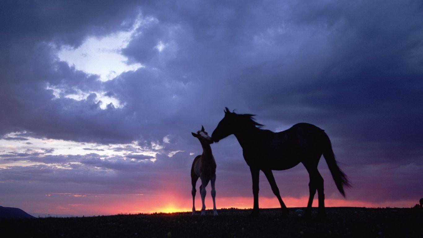 Quarter Horse Sunset Wallpaper