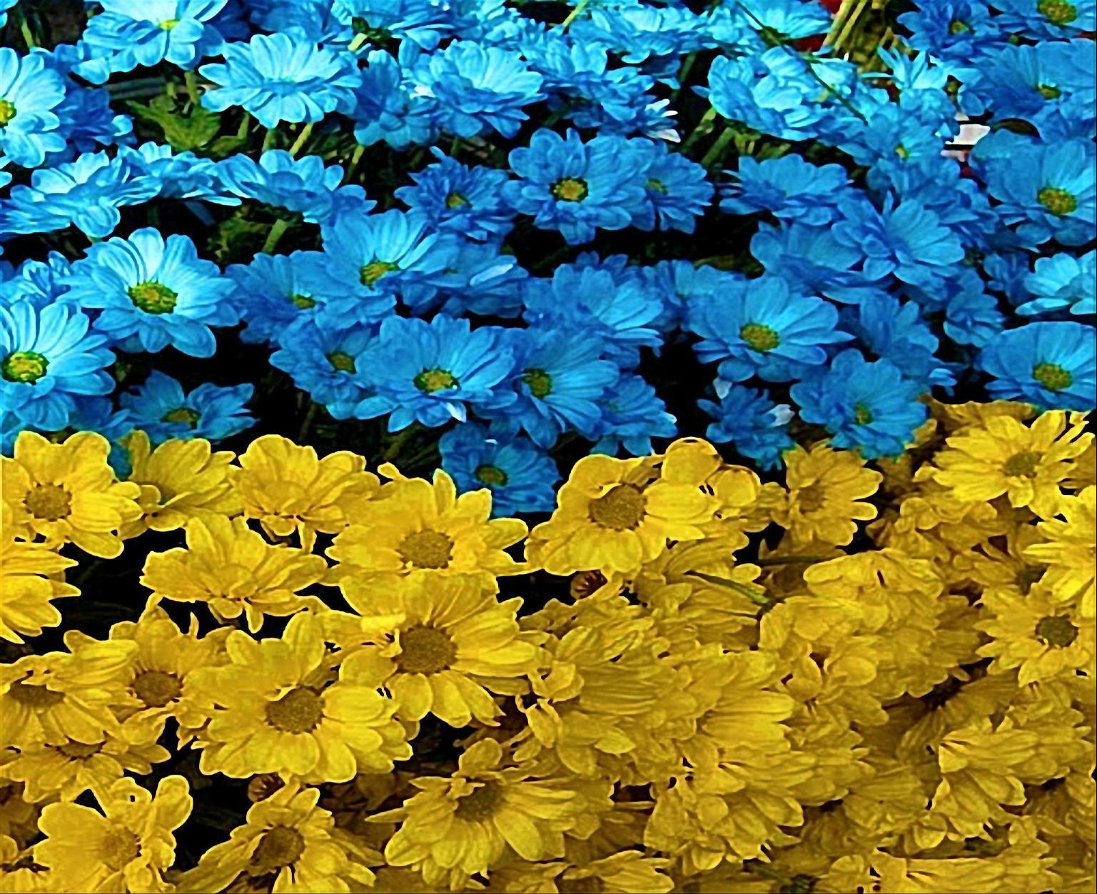 UKRAINE FLOWER FLAG WALLPAPER - Wallpaper