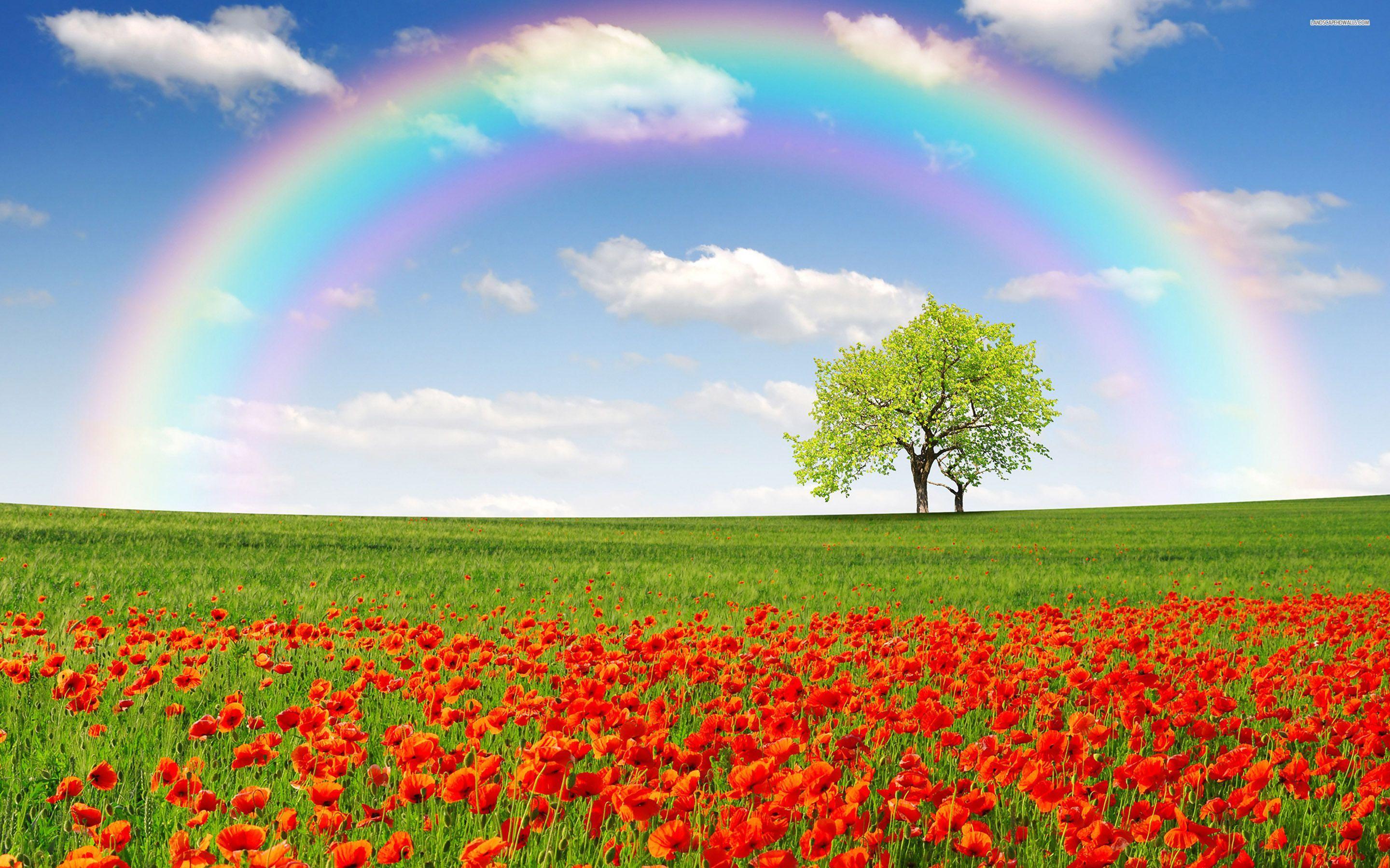 Rainbow on a poppy field wallpaper. Field wallpaper, Rainbow wallpaper, Rainbow sky