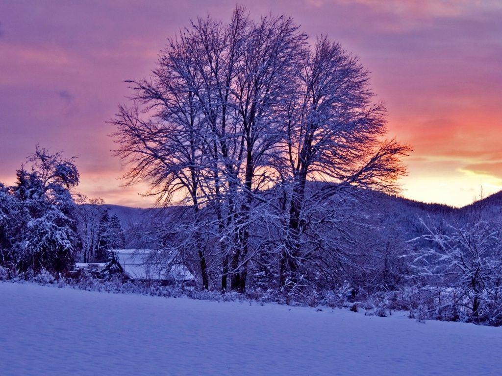 Sunset & Trees Winter Google+ Cover Photo