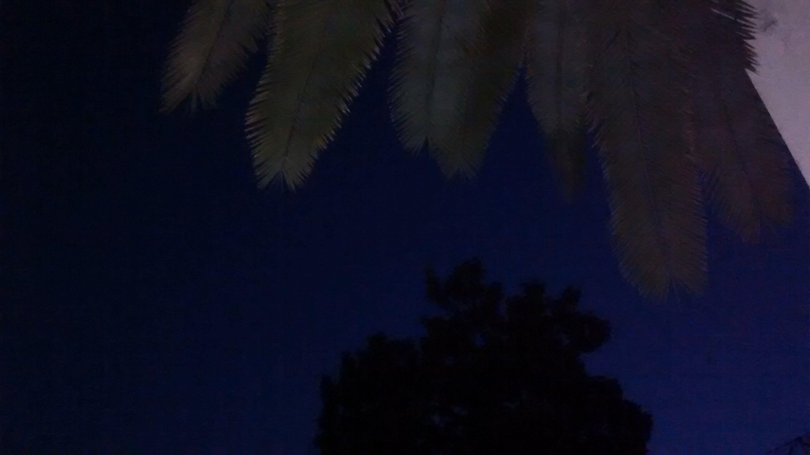 Patio de las Palmeras. 21 de julio. Comienza el solsticio de