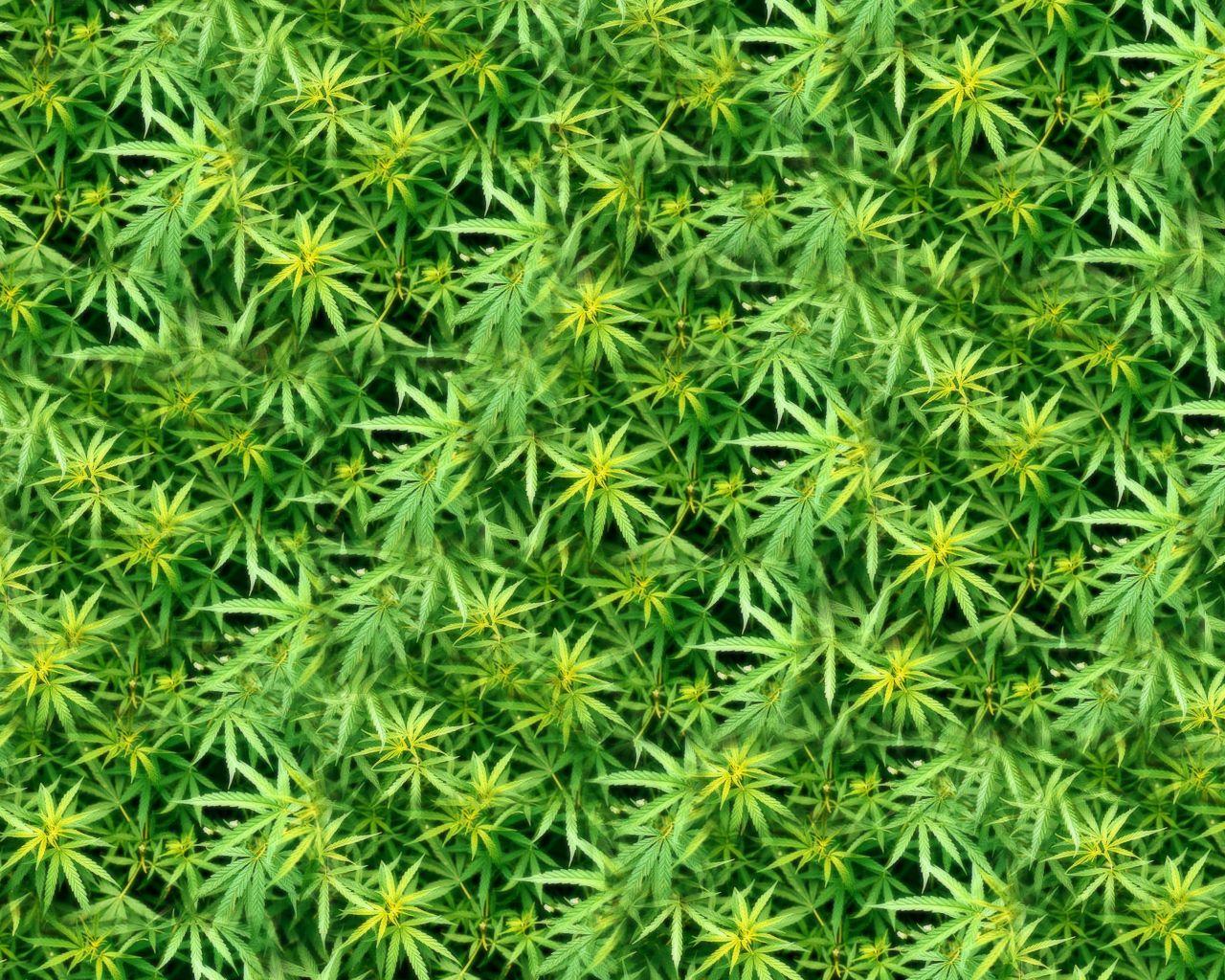 wallpaper: Wallpaper Cannabis