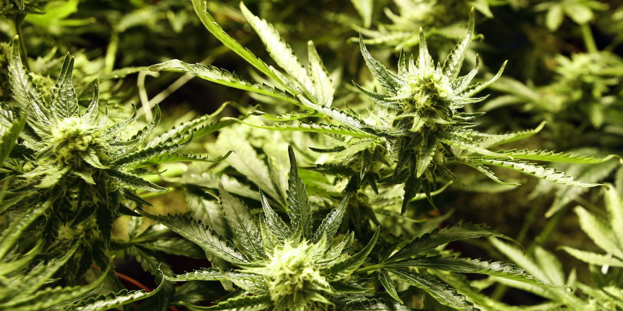 Marijuana May Stop The Spread Of HIV, Study Finds