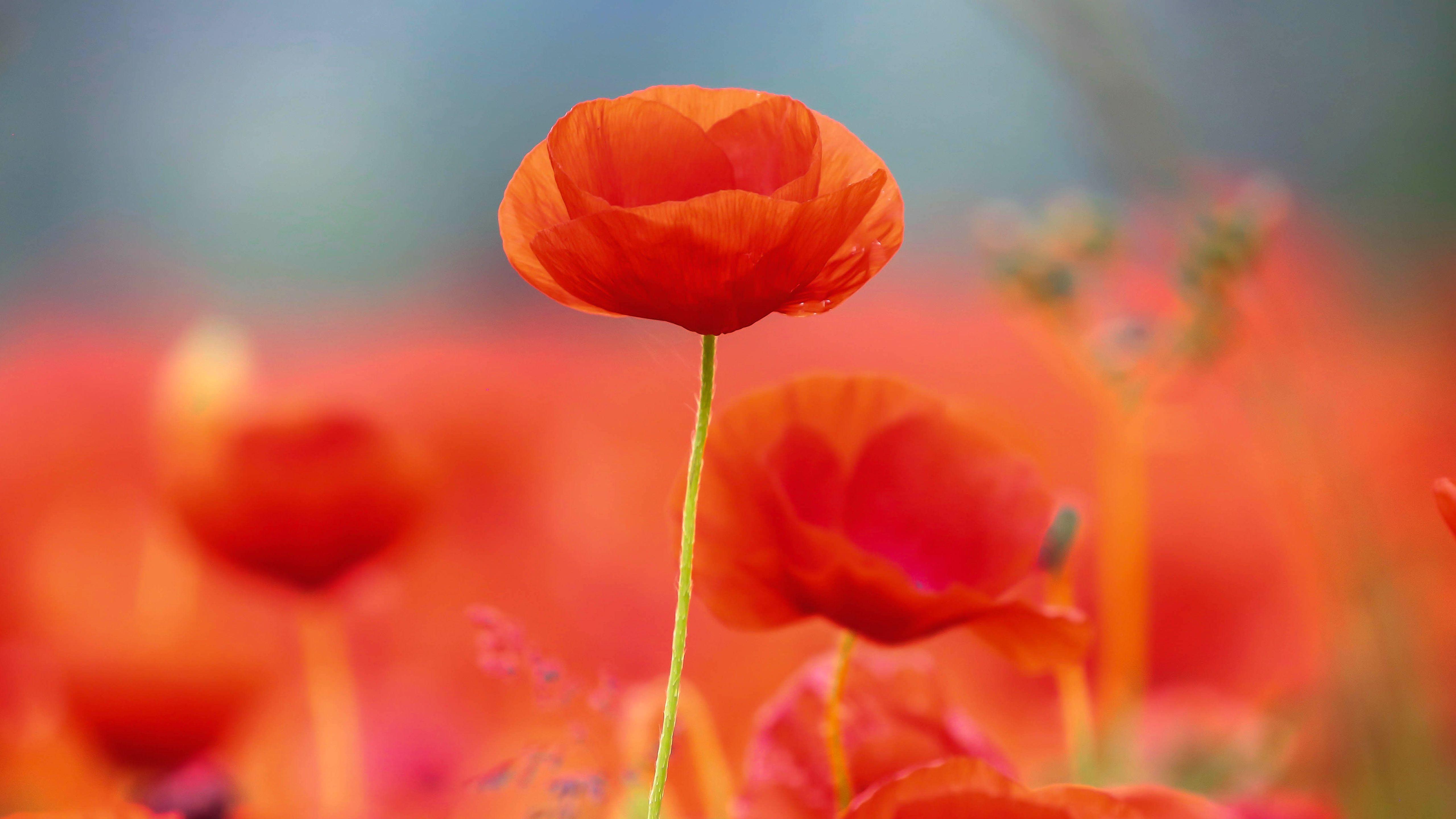 Poppies Flowers Wallpapers - Wallpaper Cave